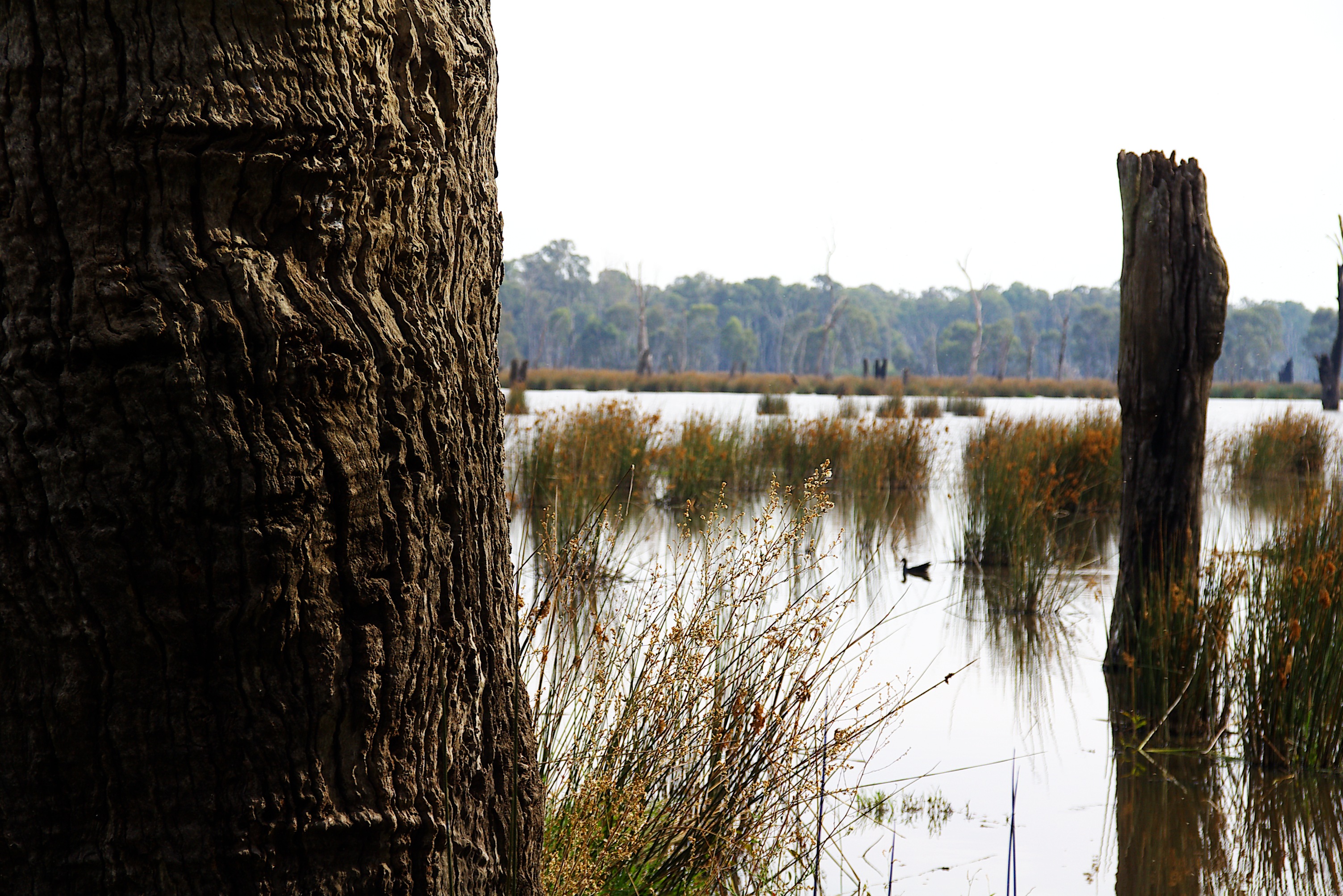 Reedy swamp photo
