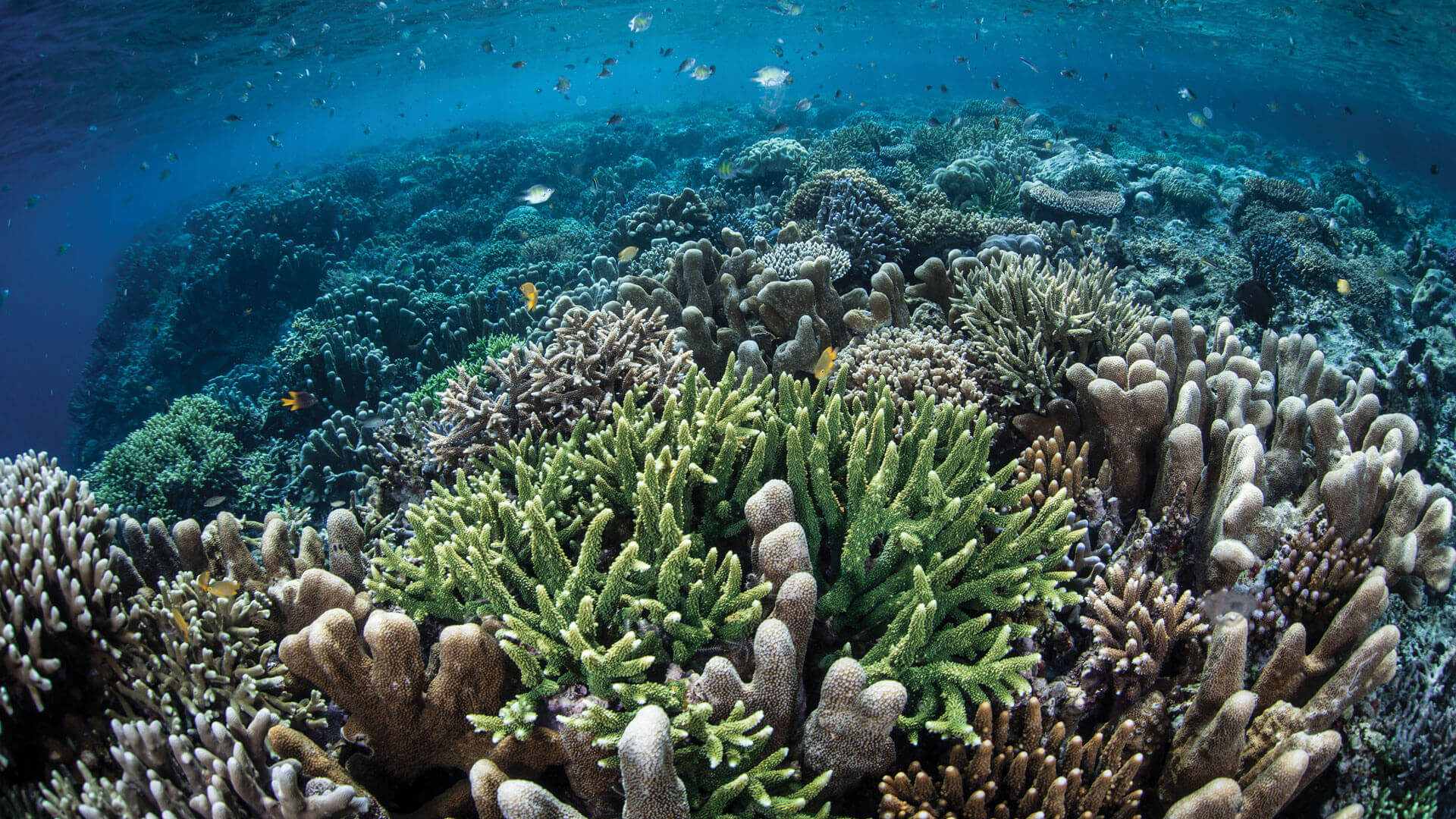 Reef Ecologic | For a better planet