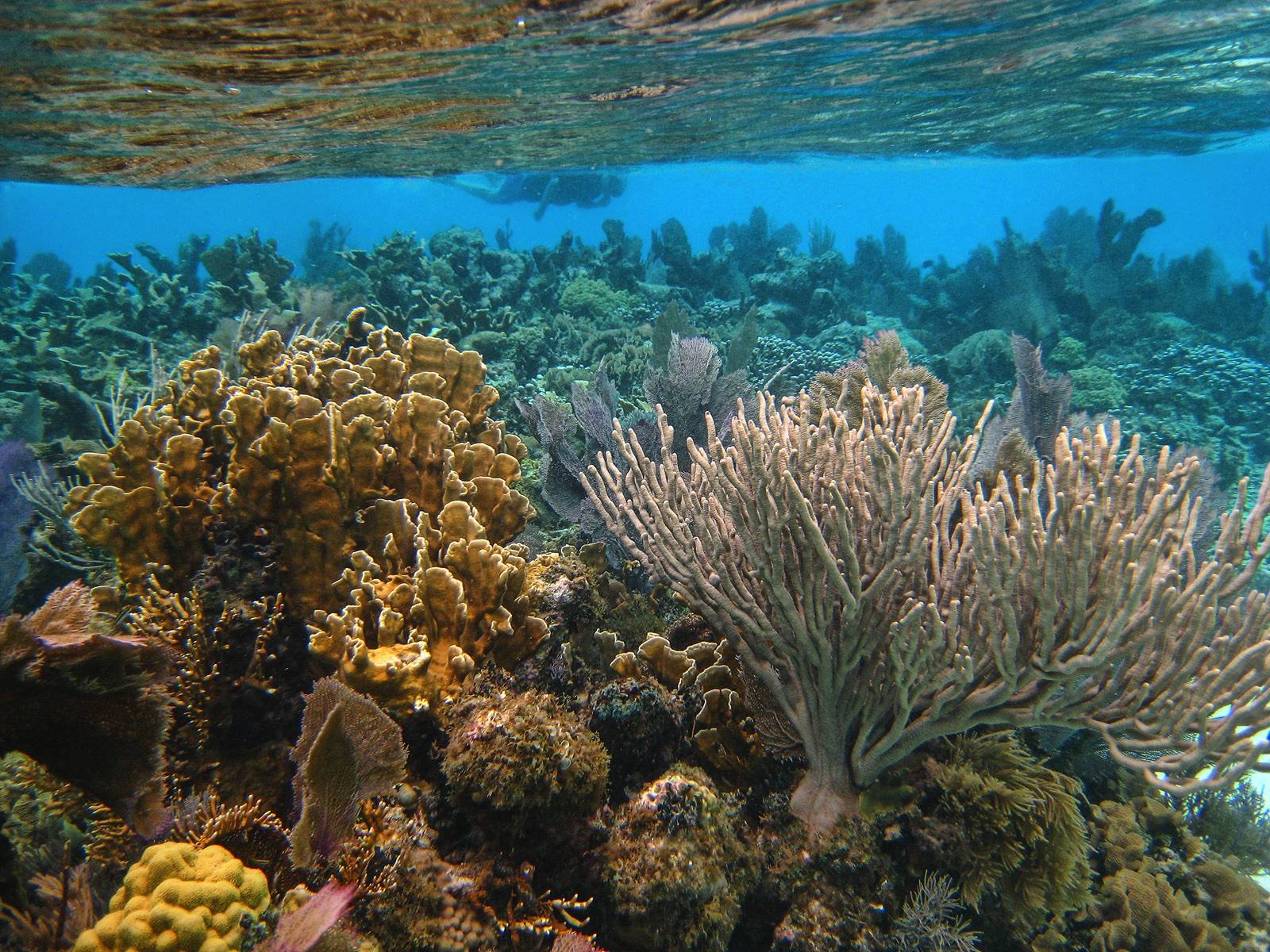 Belize Snorkeling Resorts | Snorkeling Vacations | Reef Packages