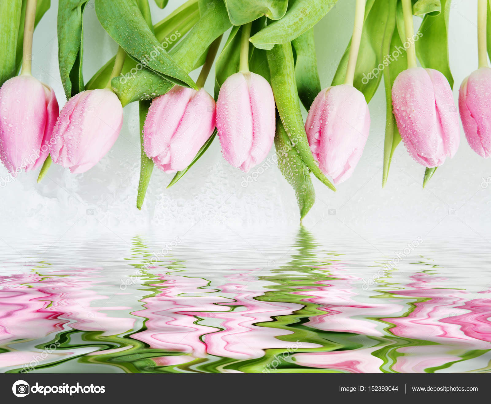 Pink tulips flowers reflected in a water — Stock Photo © Epitavi ...