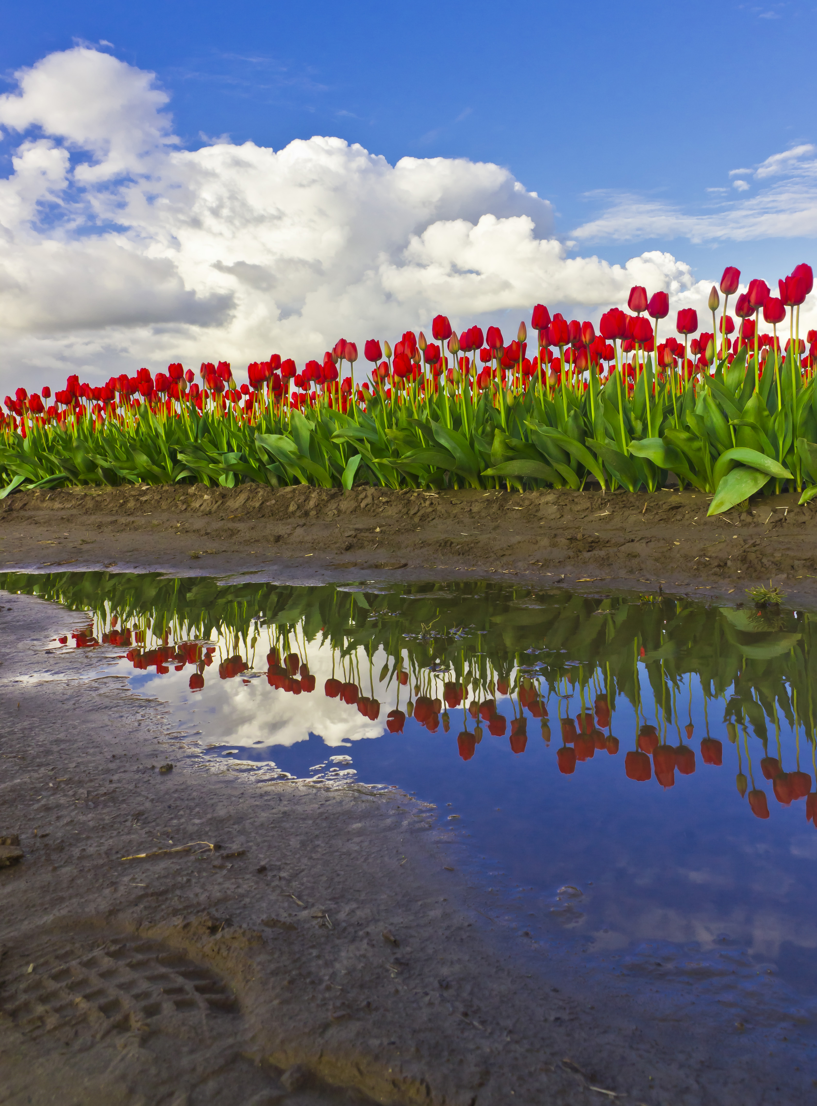 Several Tulip Festival Images… | North Western Images - photos by ...