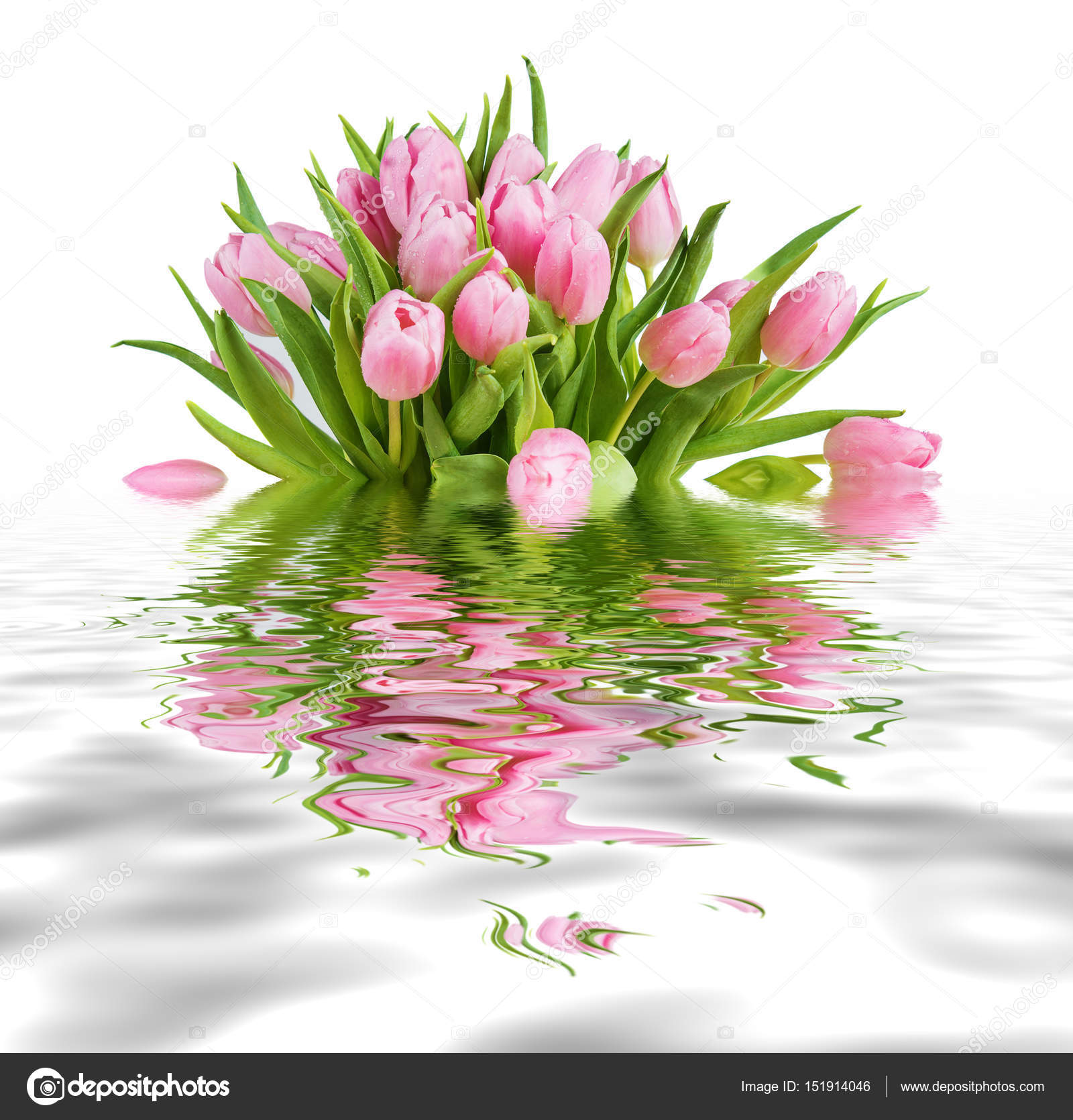 Bouquet of pink tulips isolated on white reflected in a water ...