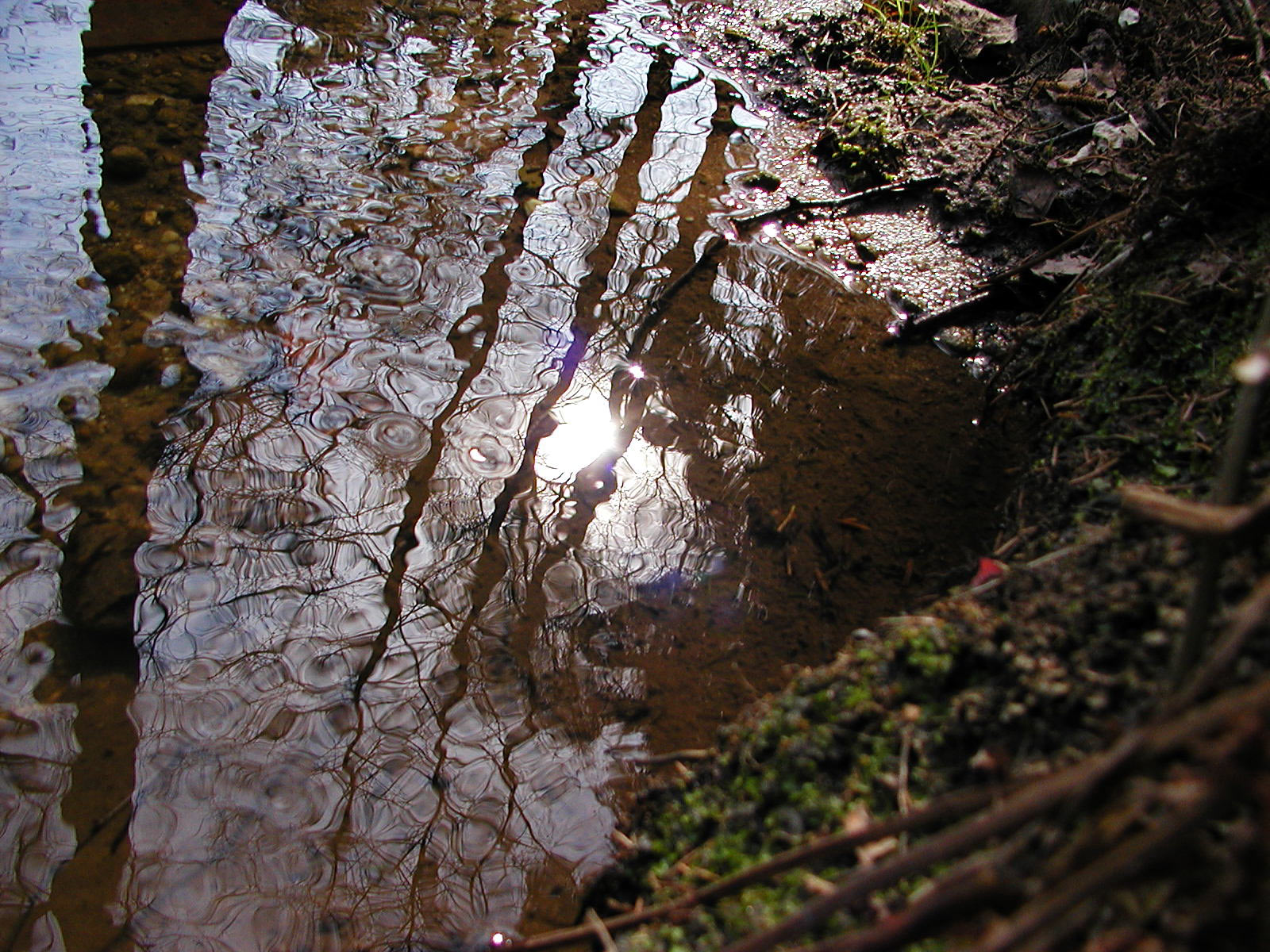 Reflecting water, Forest, Mud, Reflection, Tree, HQ Photo