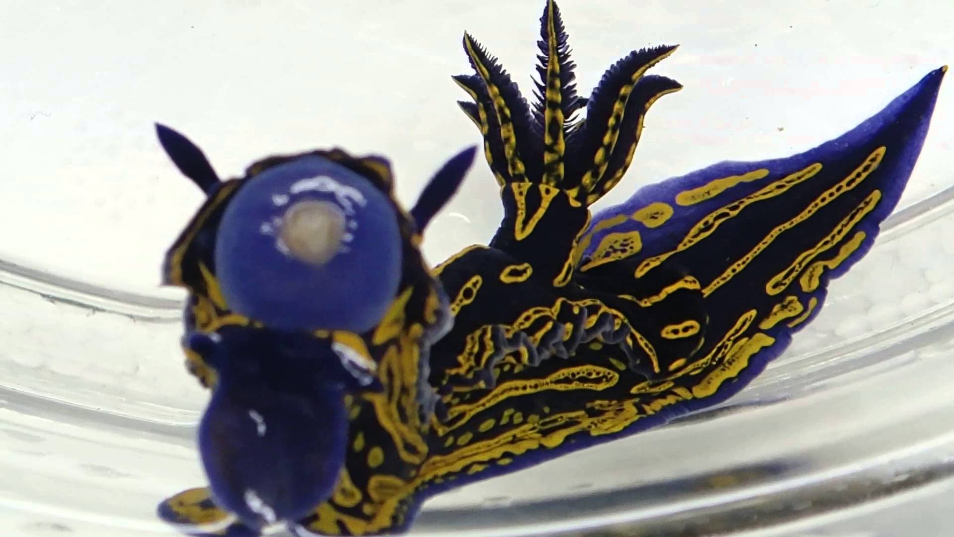 Nudibranch mouth, really cool - YouTube
