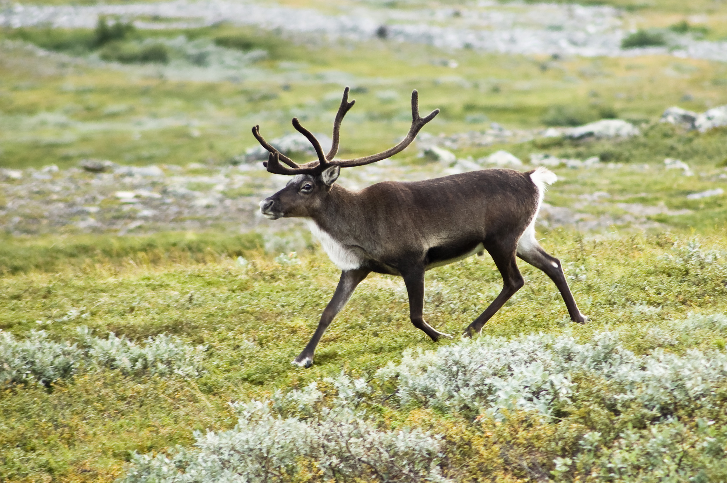 Reindeer - Wikipedia