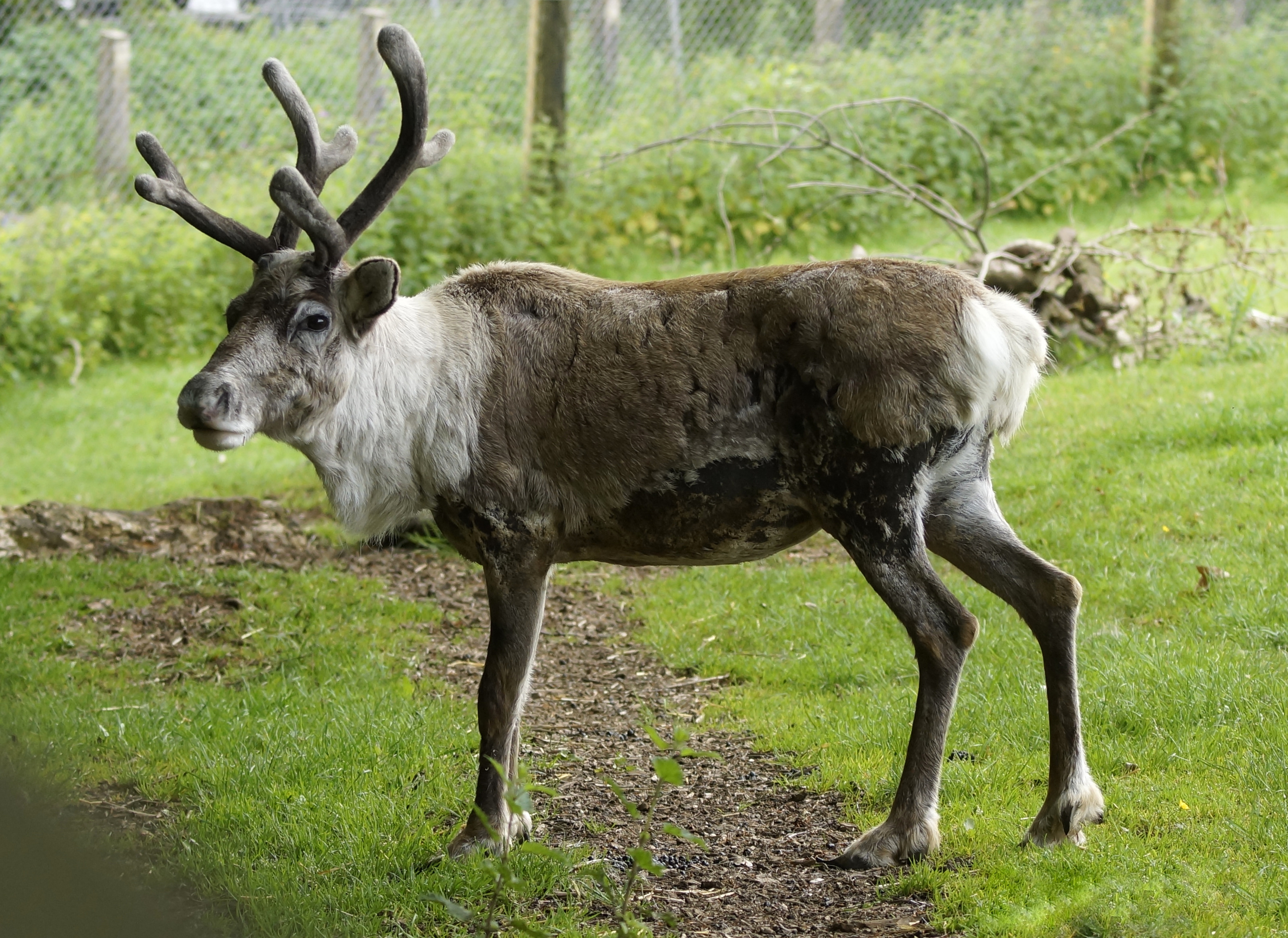 Reindeer - Dartmoor Zoo