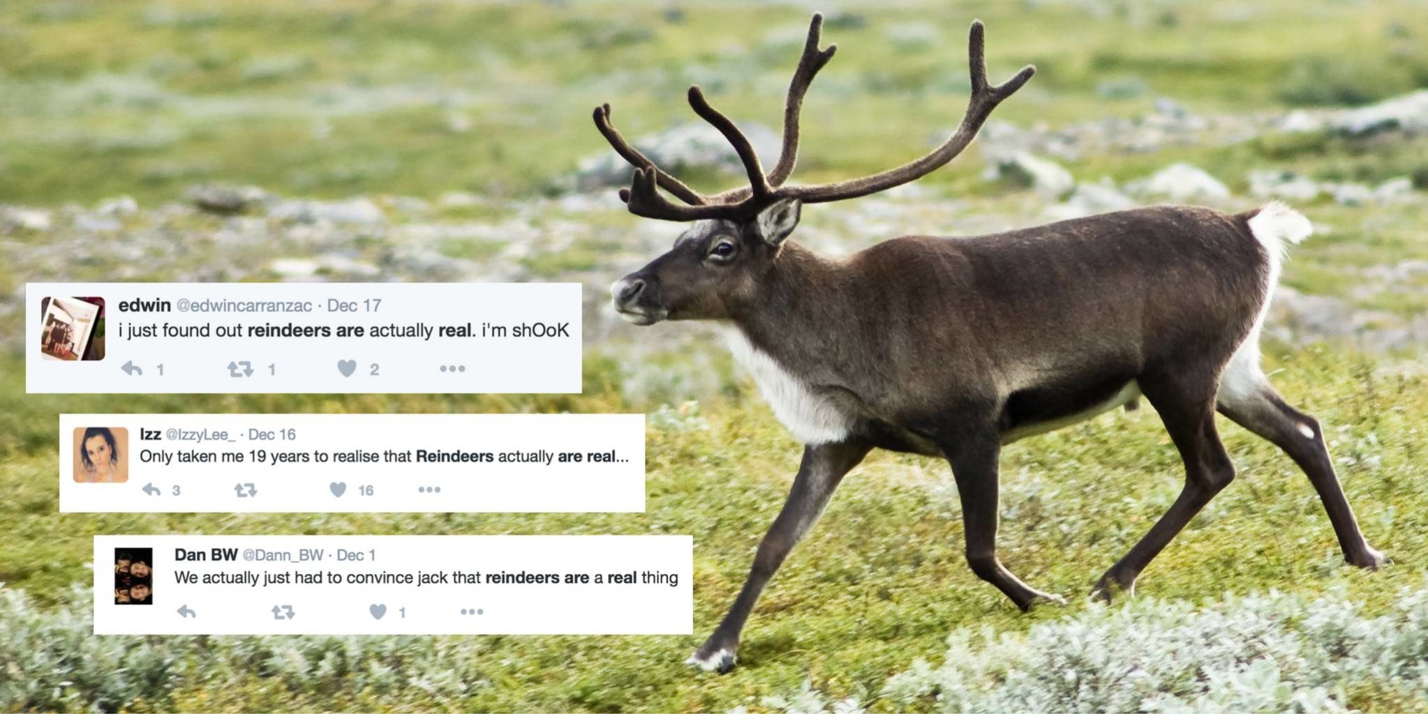 People are just now finding out that reindeer are real | The Daily Dot