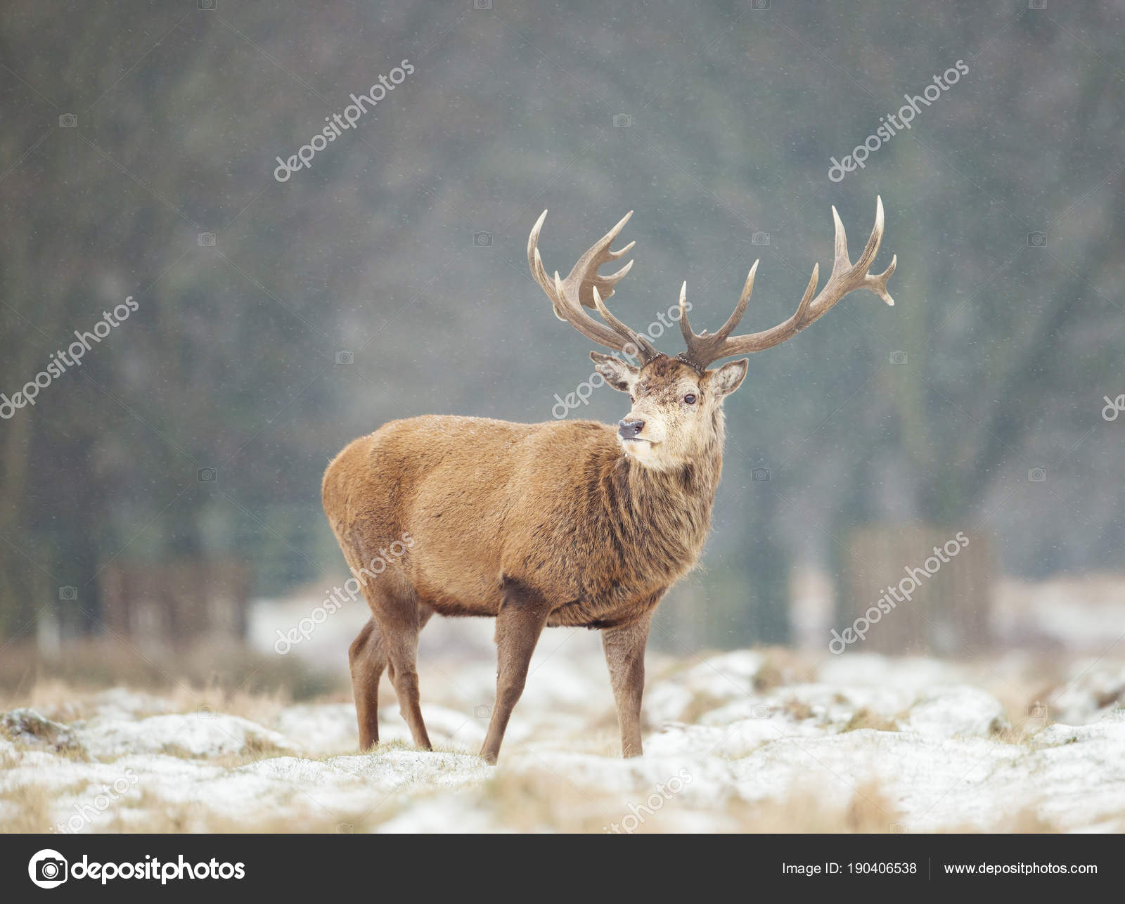 Close up of a Red deer stag in winter — Stock Photo © Giedriius ...