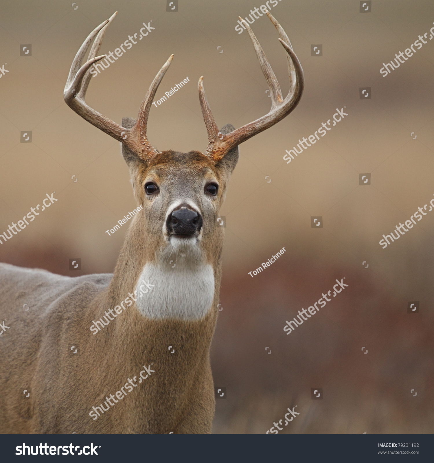 Dramatic Closeup Whitetail Buck Deer His Stock Photo (Safe to Use ...