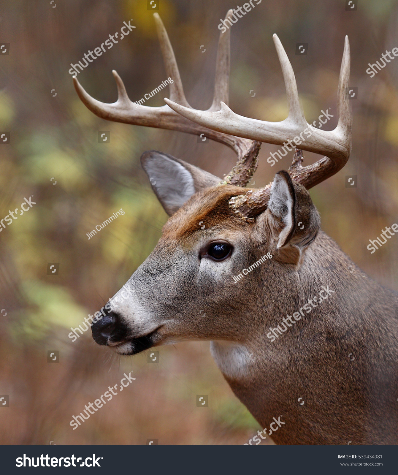 Whitetailed Deer Buck Closeup Autumn Meadow Stock Photo 539434981 ...