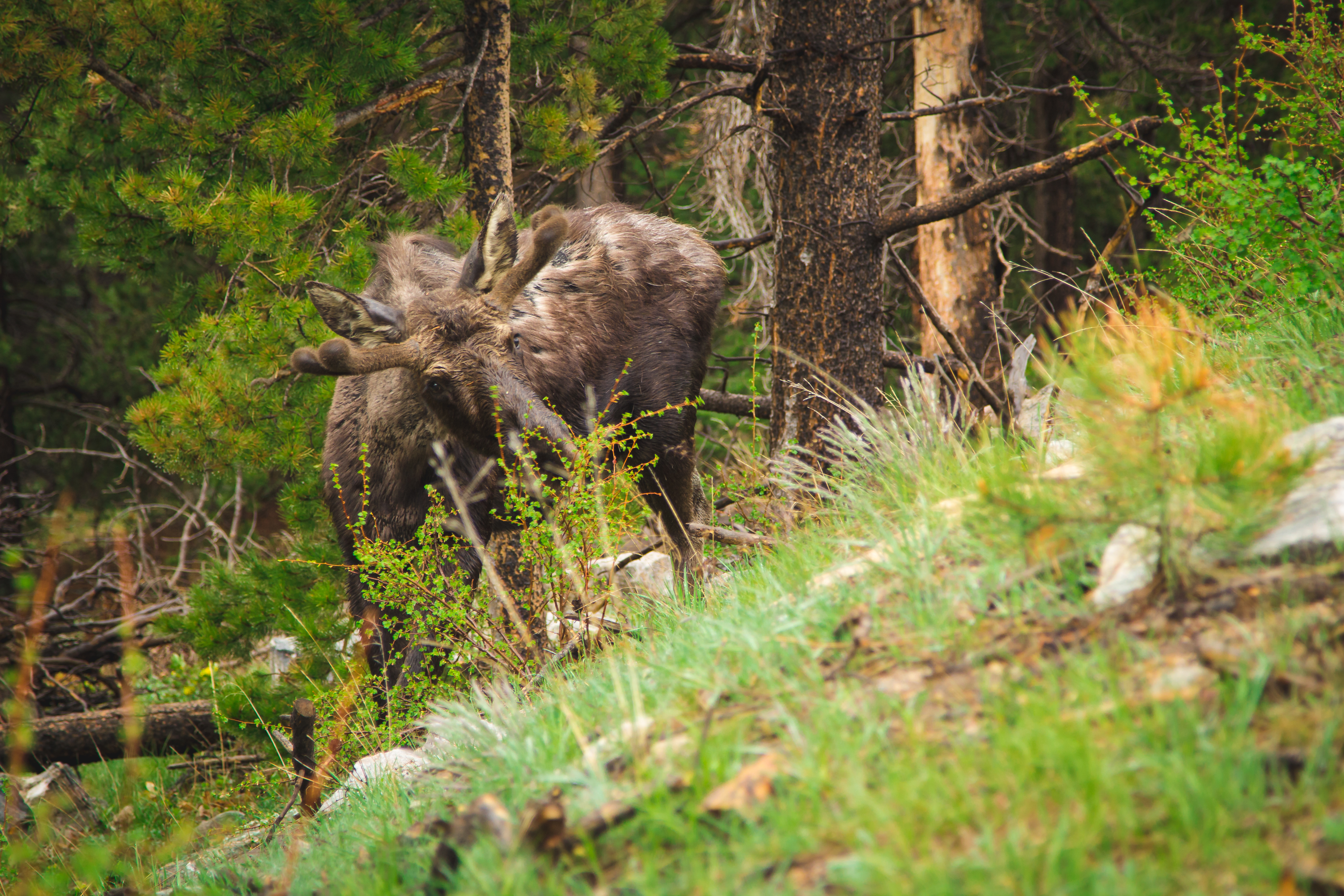 Reindeer grazing in a forest photo