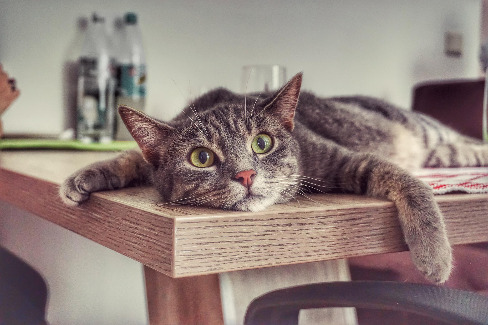 Cat relaxing on a table - Imgur