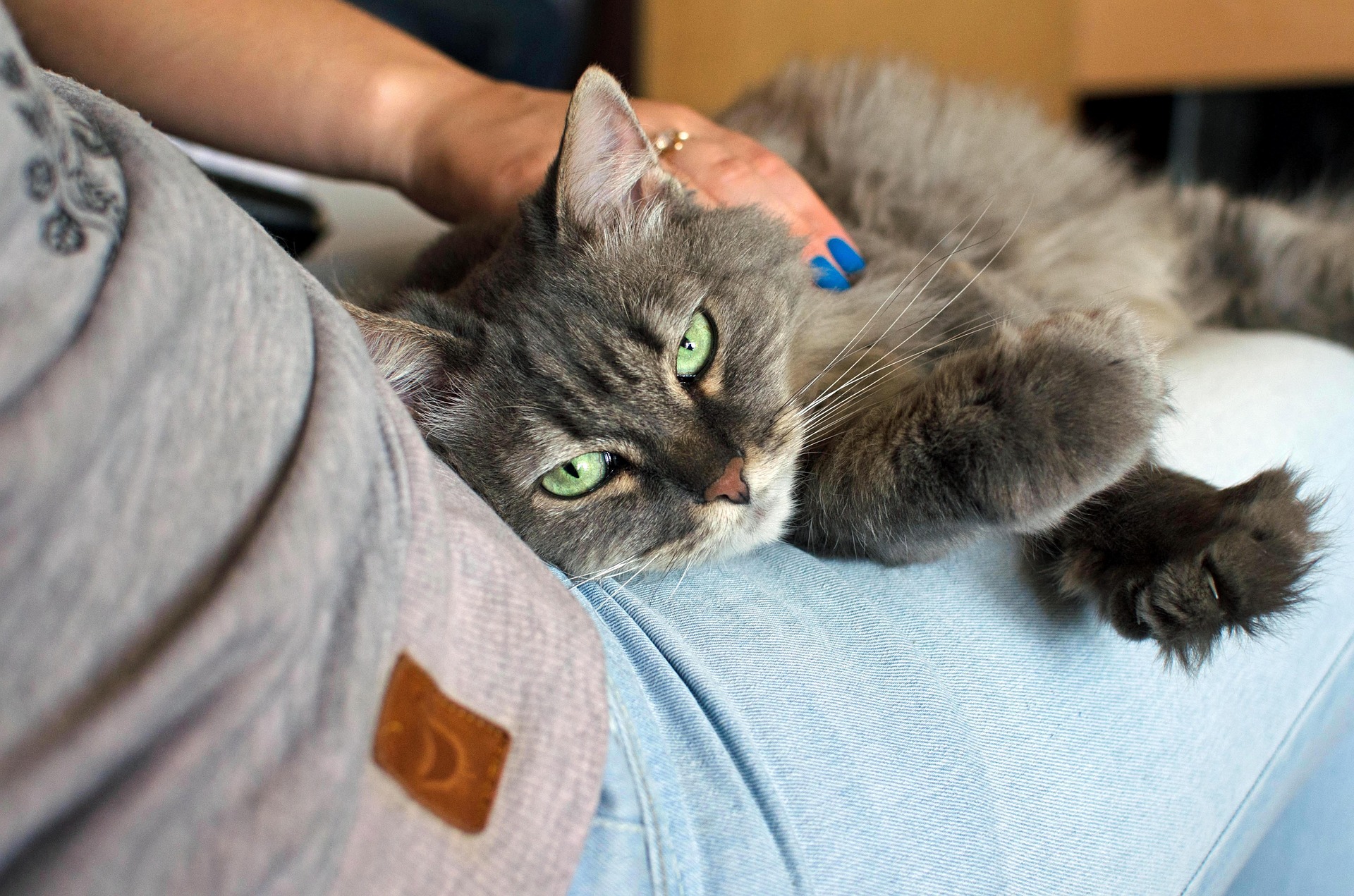 Best Ways to Relax with Your Cat - Furflr