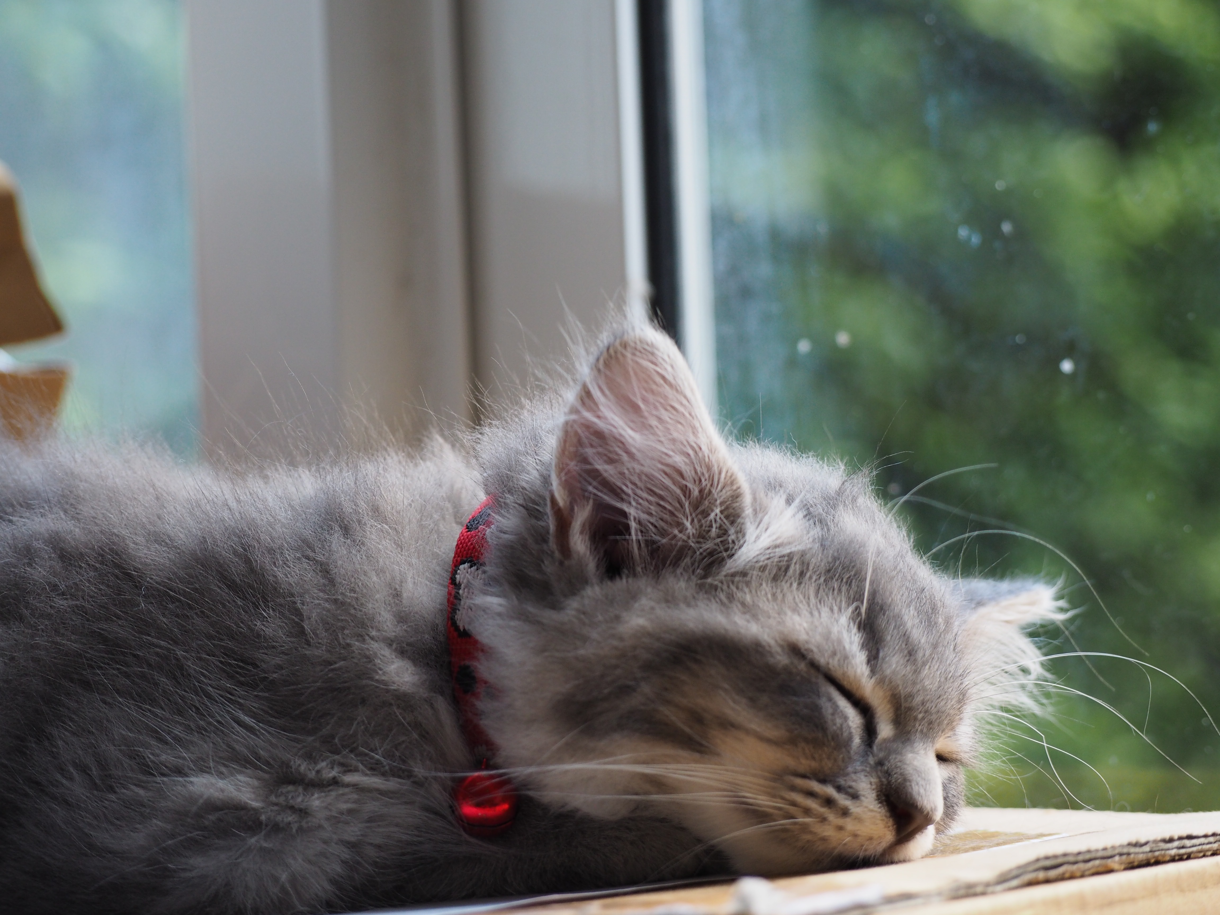 Free Images : rock, cute, kitten, relaxing, nose, whiskers, sleep ...