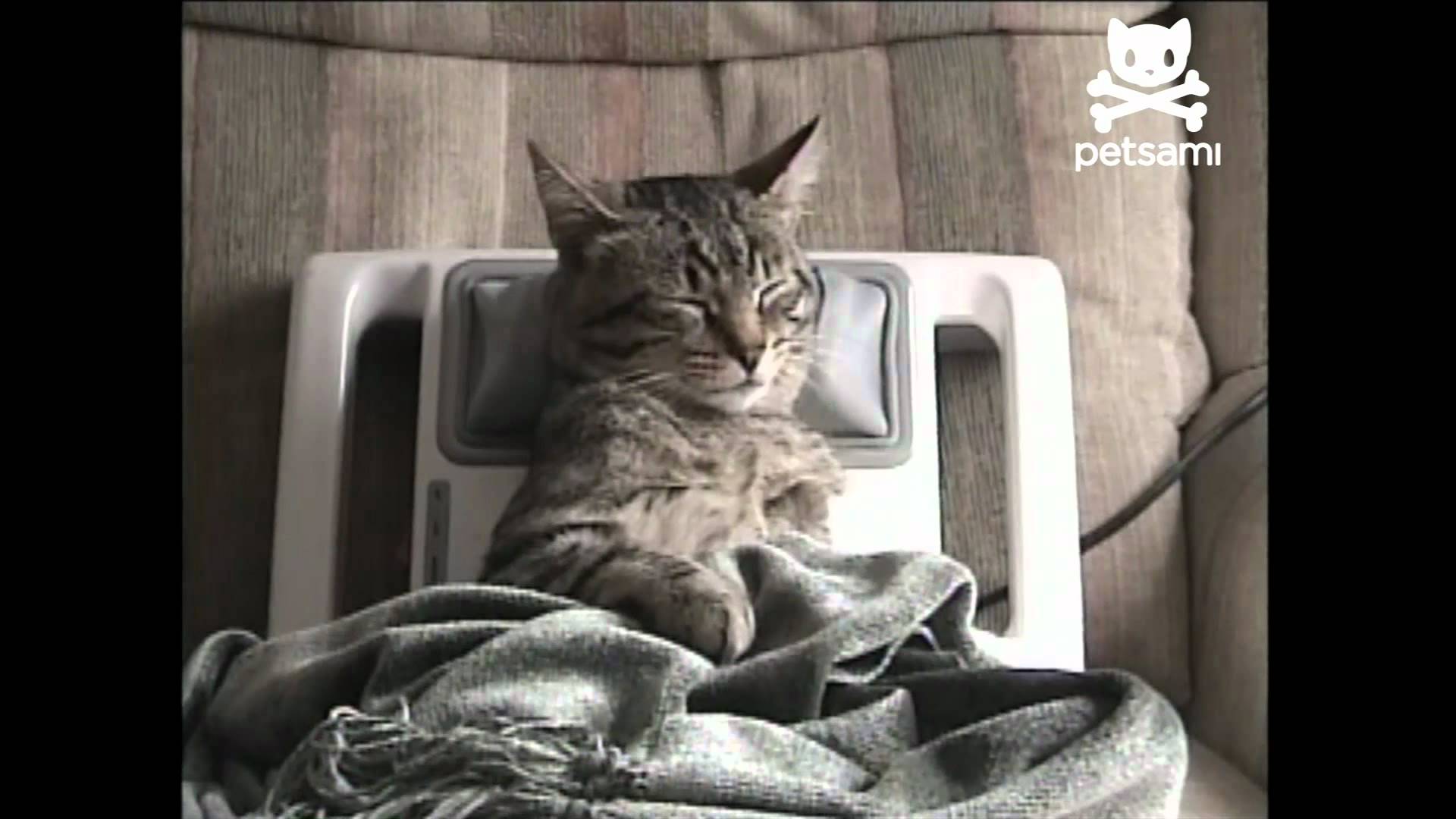Stressed Out Kitty Gets Relaxing Massage – 1Funny.com
