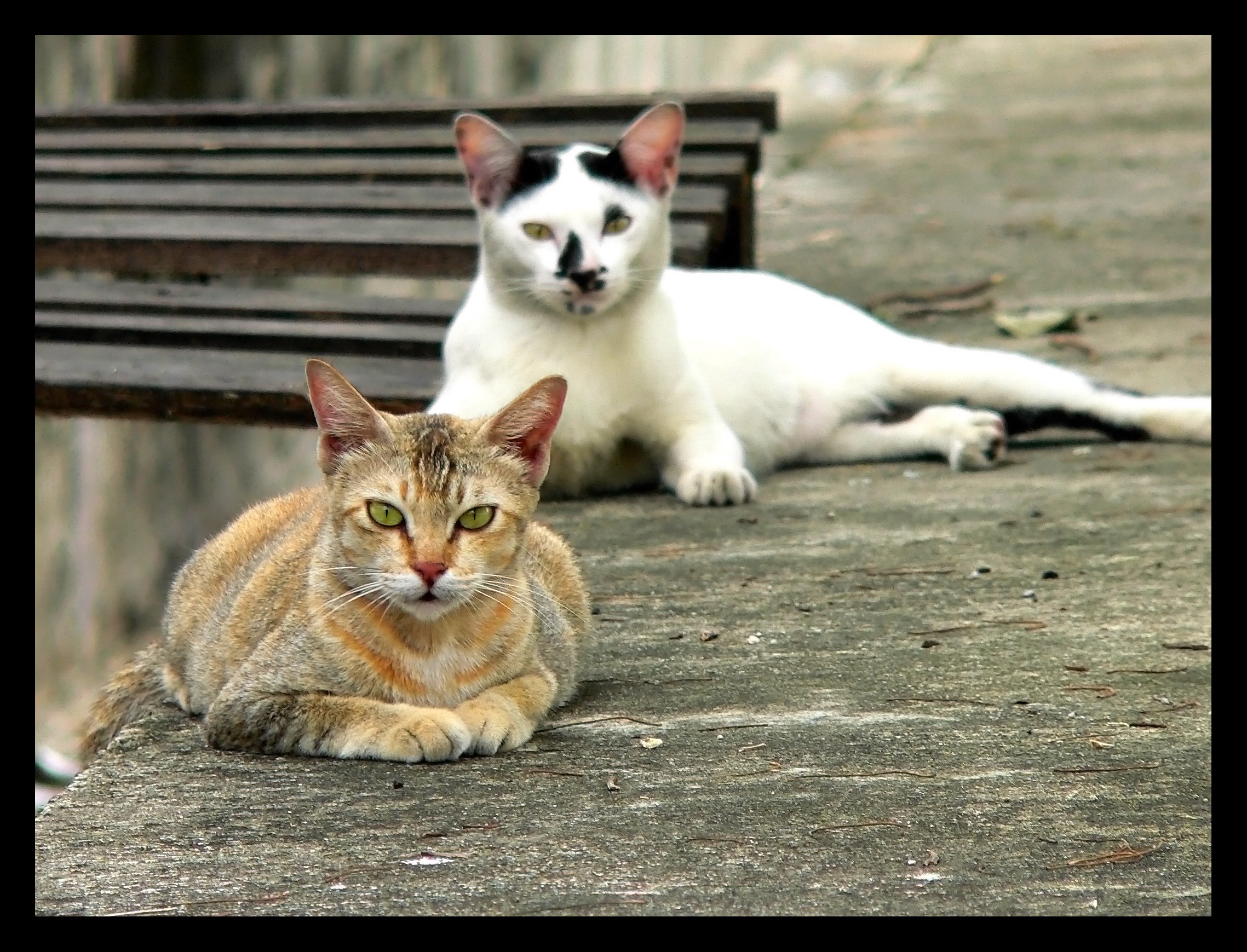 Cat Relaxing Kitties Lazy Orange Cats Black Tabby White Pictures For ...