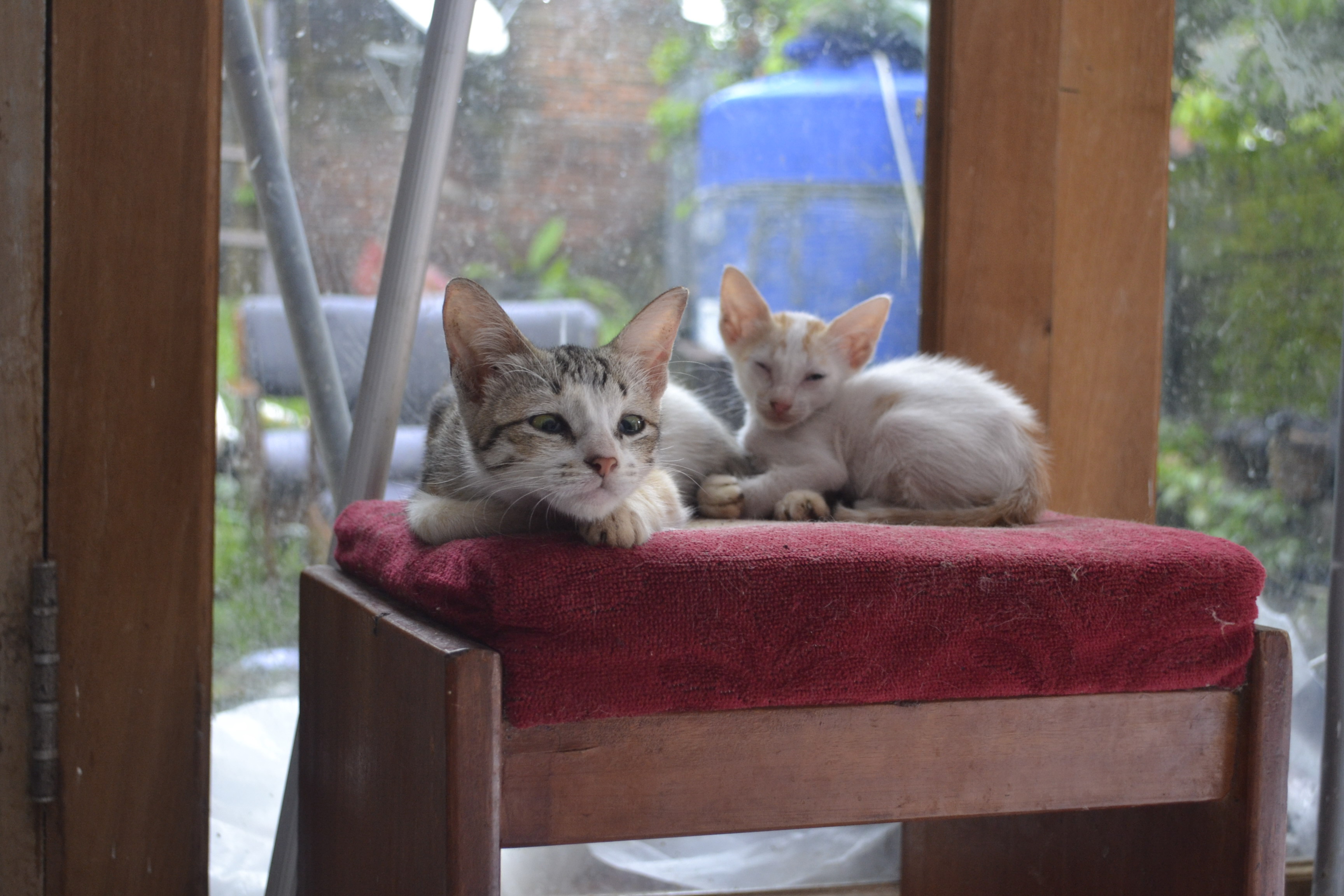 Relaxing Kitties, Animal, Cat, Cats, Kitten, HQ Photo