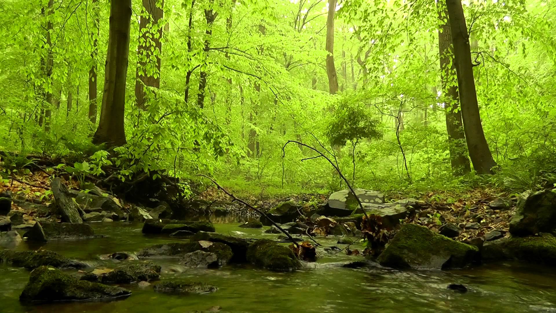 60 minutes of Woodland Ambiance (Nature Sounds Series #4) Trickling ...