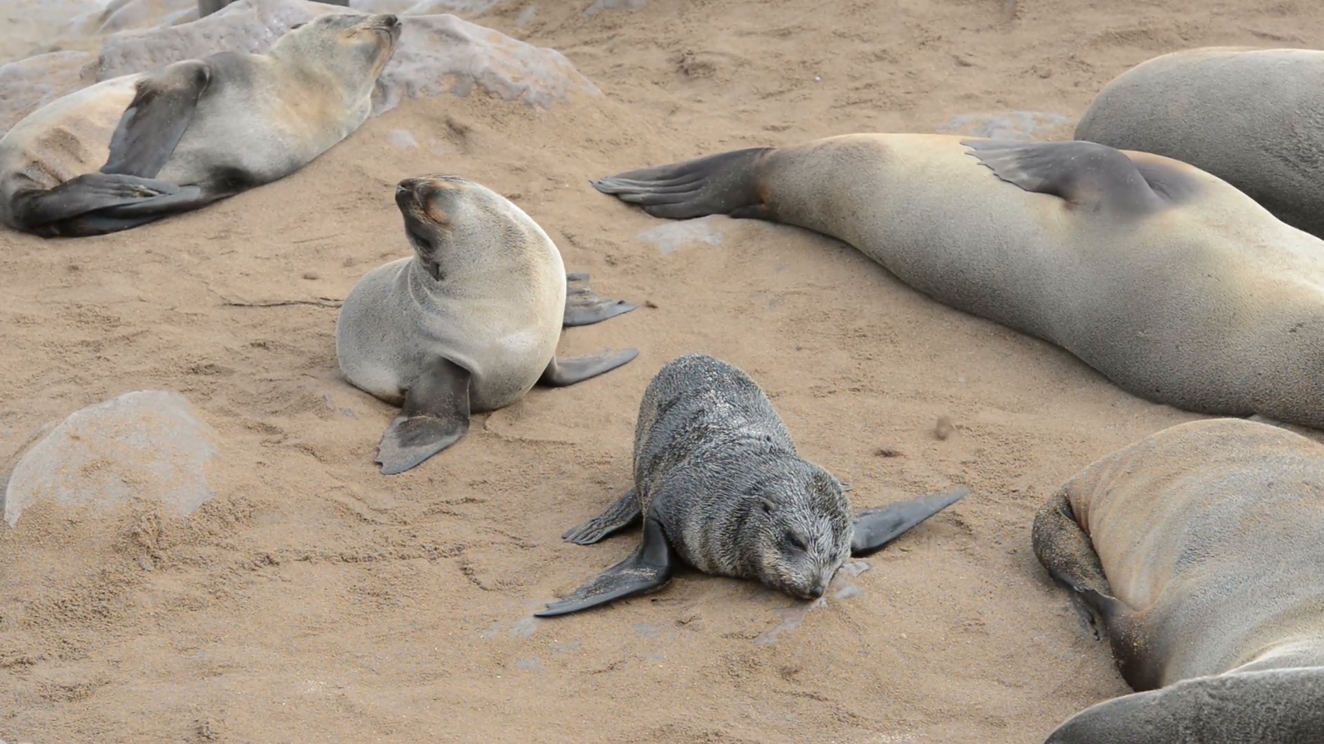 The group of fur seals is relaxing on a sand beach while small seal ...