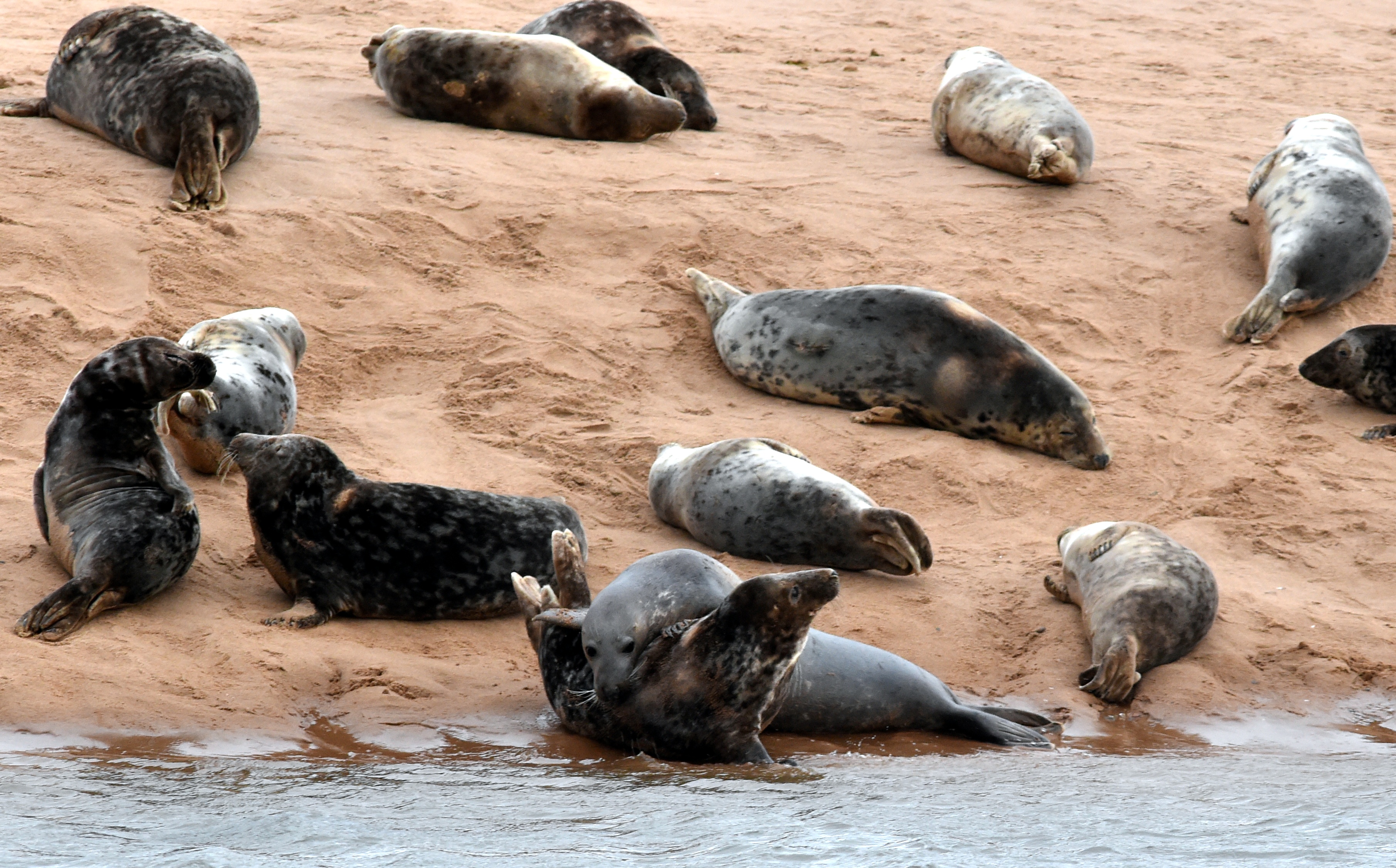Seals relaxing at Newburgh beach | Press and Journal