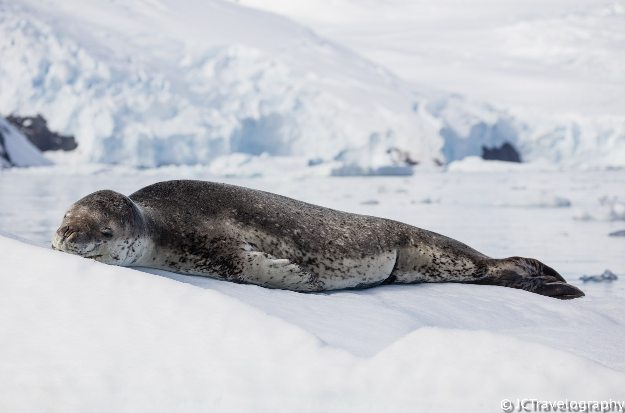 Leopard Seal Vs Gentoo Penguin – Jamie Coleman Travelography