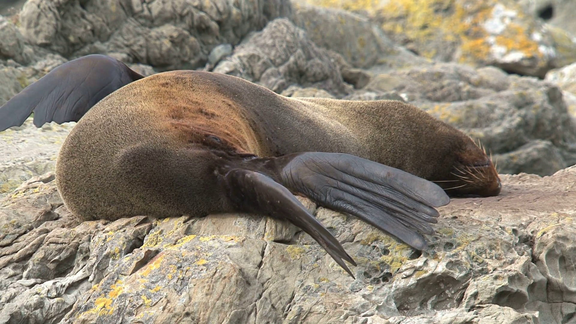 Seal relaxing on the rocks, New Zealand Stock Video Footage ...