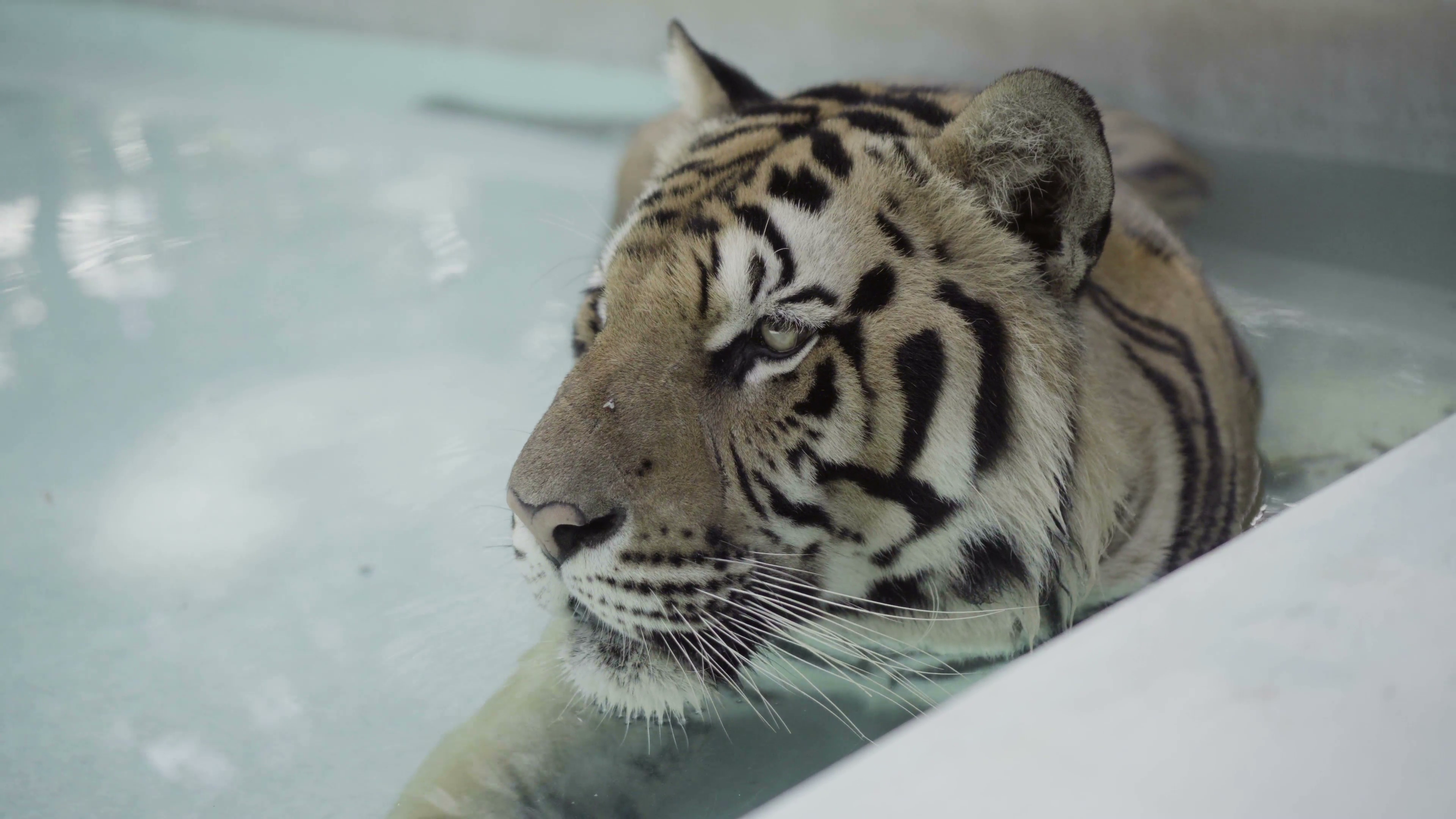 Beatiful big tiger relaxing in a pool at one hot day. Stock Video ...