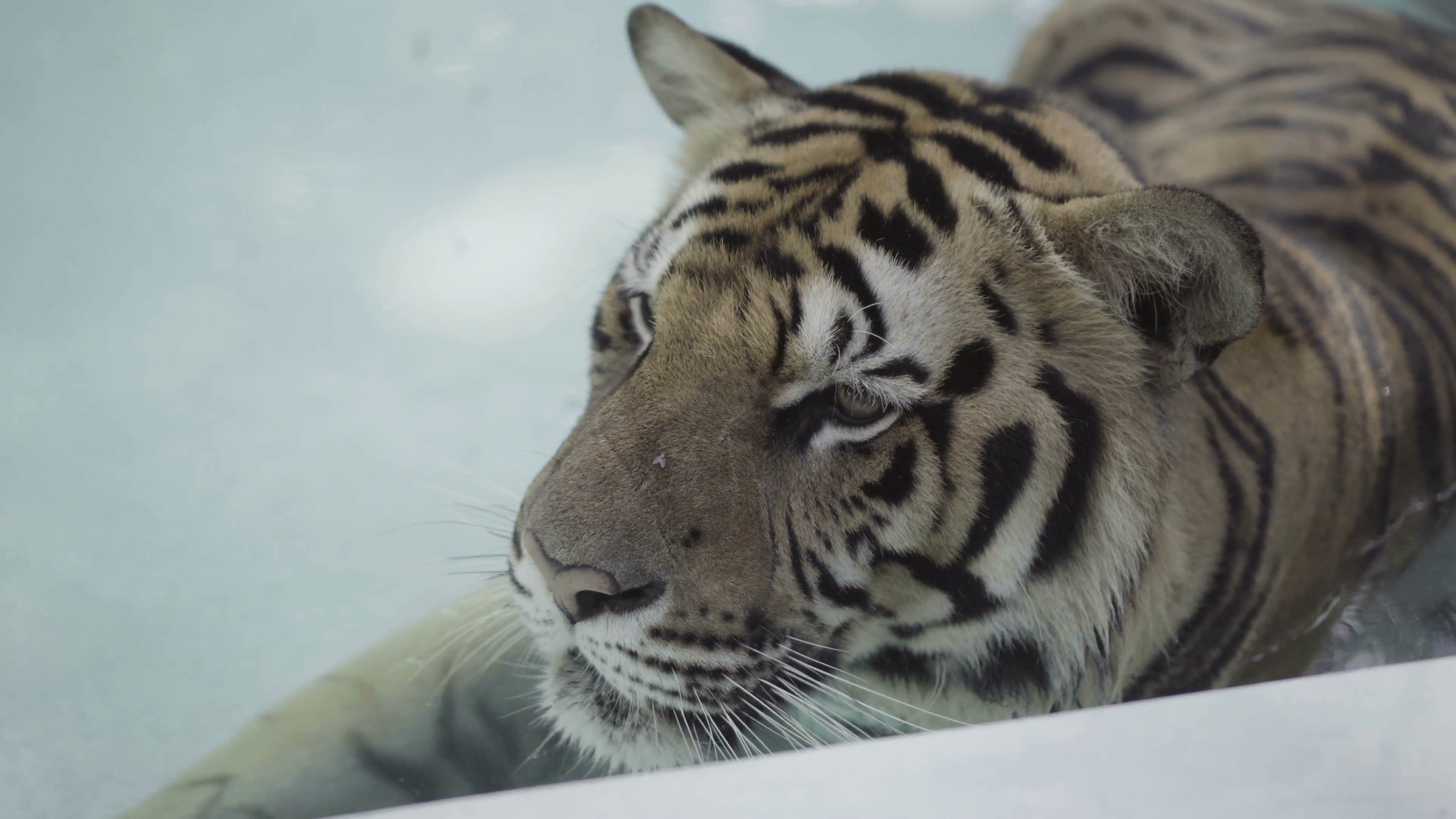 Beatiful big tiger relaxing in a pool at one hot day. Stock Video ...