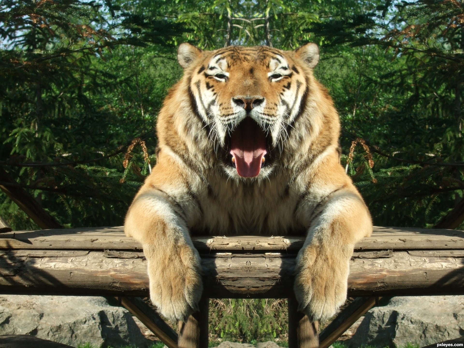 Relaxing Tiger picture, by kb for: symmetrical world photography ...