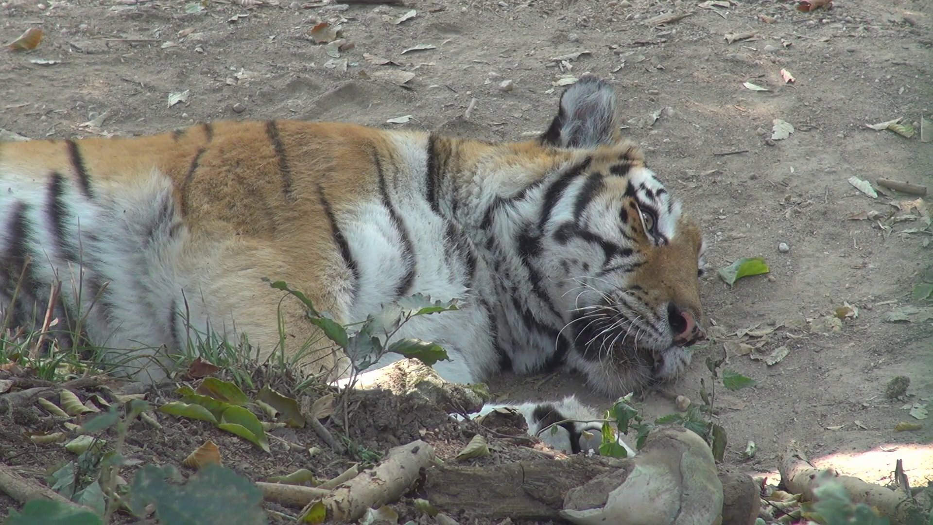 Tiger relaxing in summer day Stock Video Footage - VideoBlocks