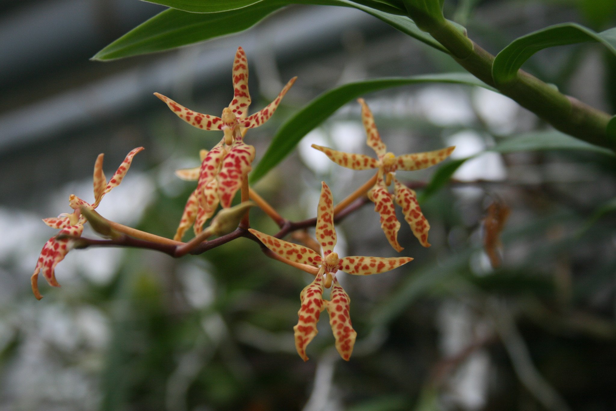 Renanthera monachica – Petrens Orchid Shop