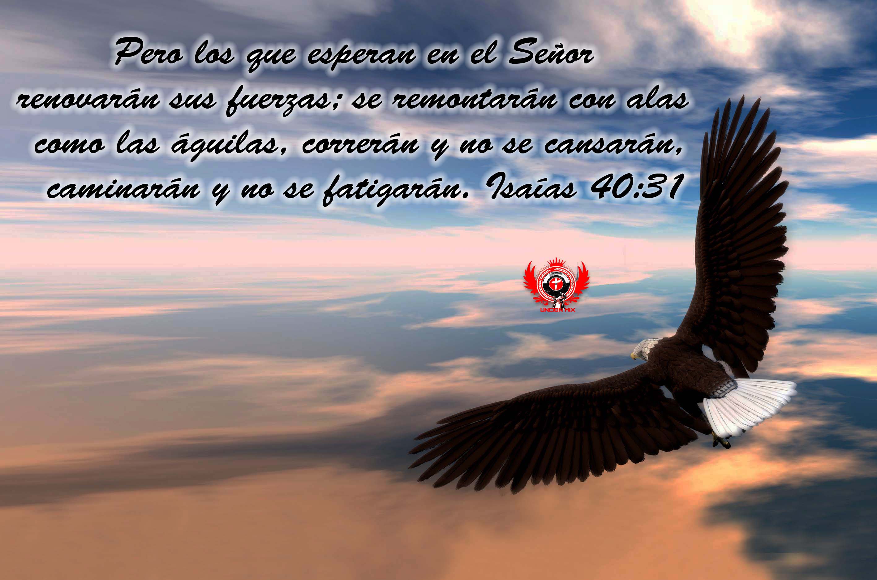 Free photo: Renovaran Sus Fuerzas - Bible, Religion, River - Free Download  - Jooinn