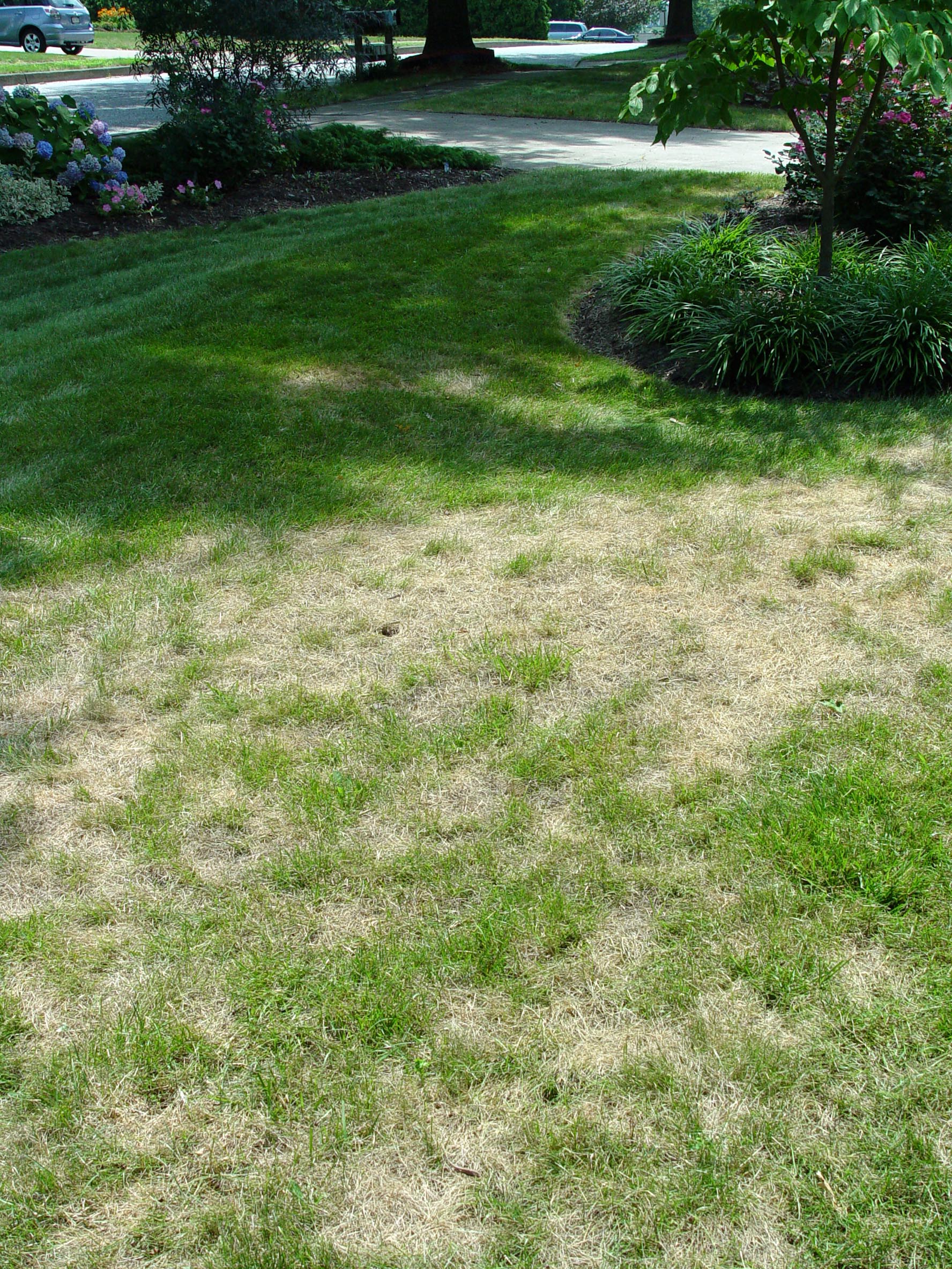 How to fix dead patches of grass (Did I ever mention I hate grass ...