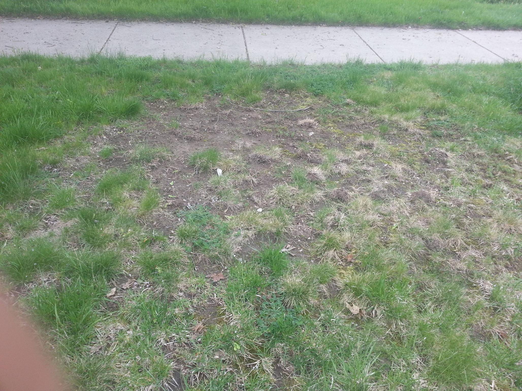 weed control - How do I fix the worst lawn on the street ...