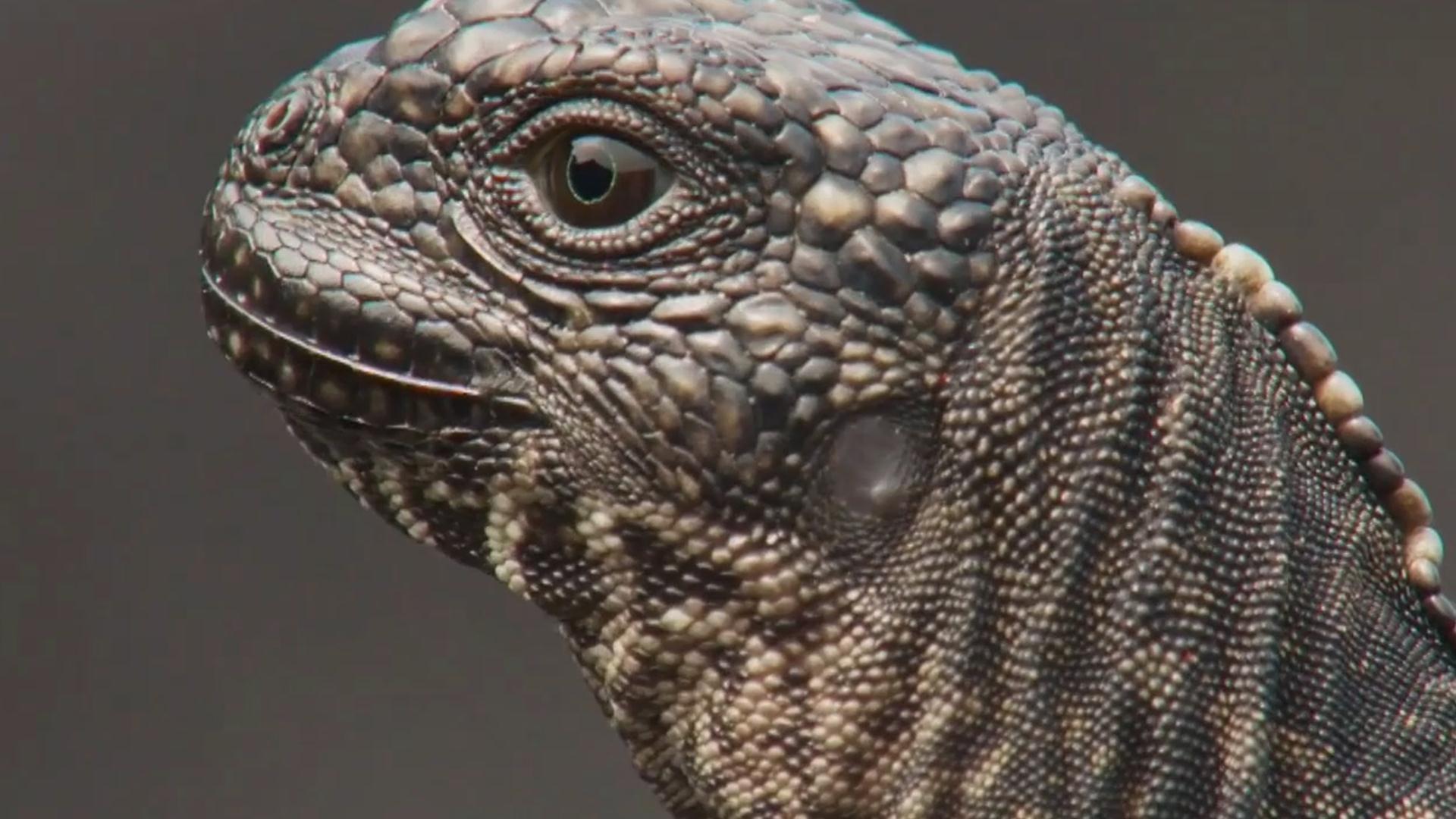 Reptile Chase: Iguana vs. Snakes | Planet Earth II | BBC America