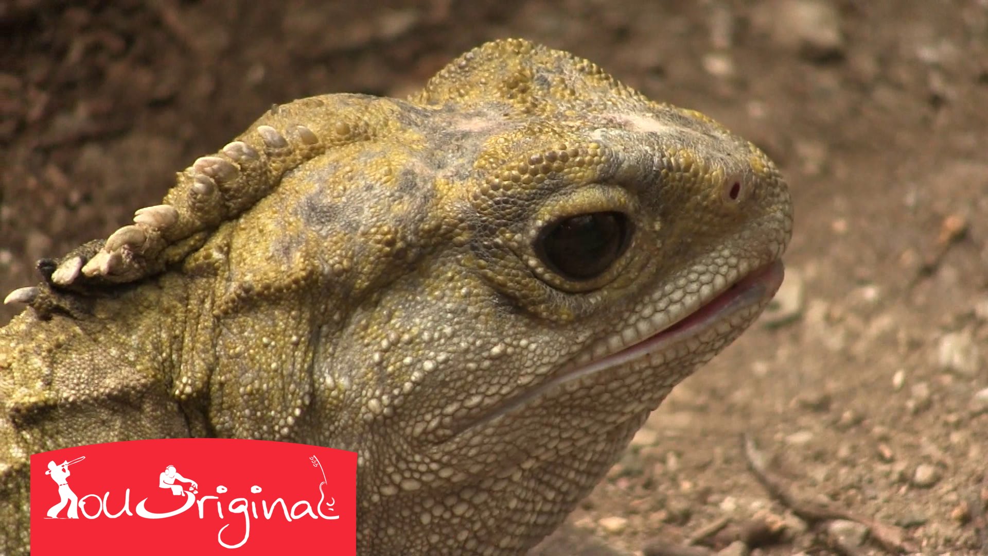 Living fossil - The amazing Tuatara reptile - YouTube