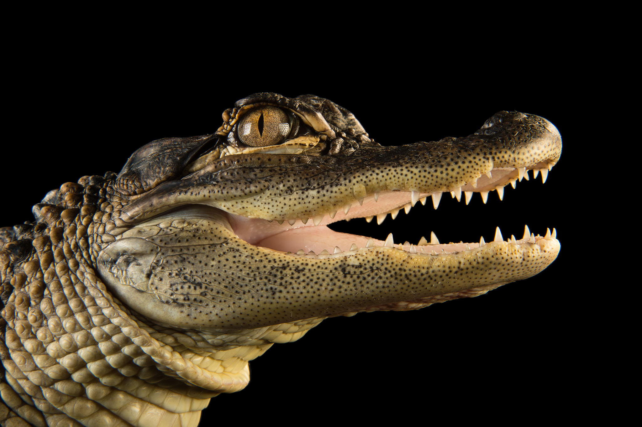 Alligators Are Always Erect, and More Weird Reptile Genitalia