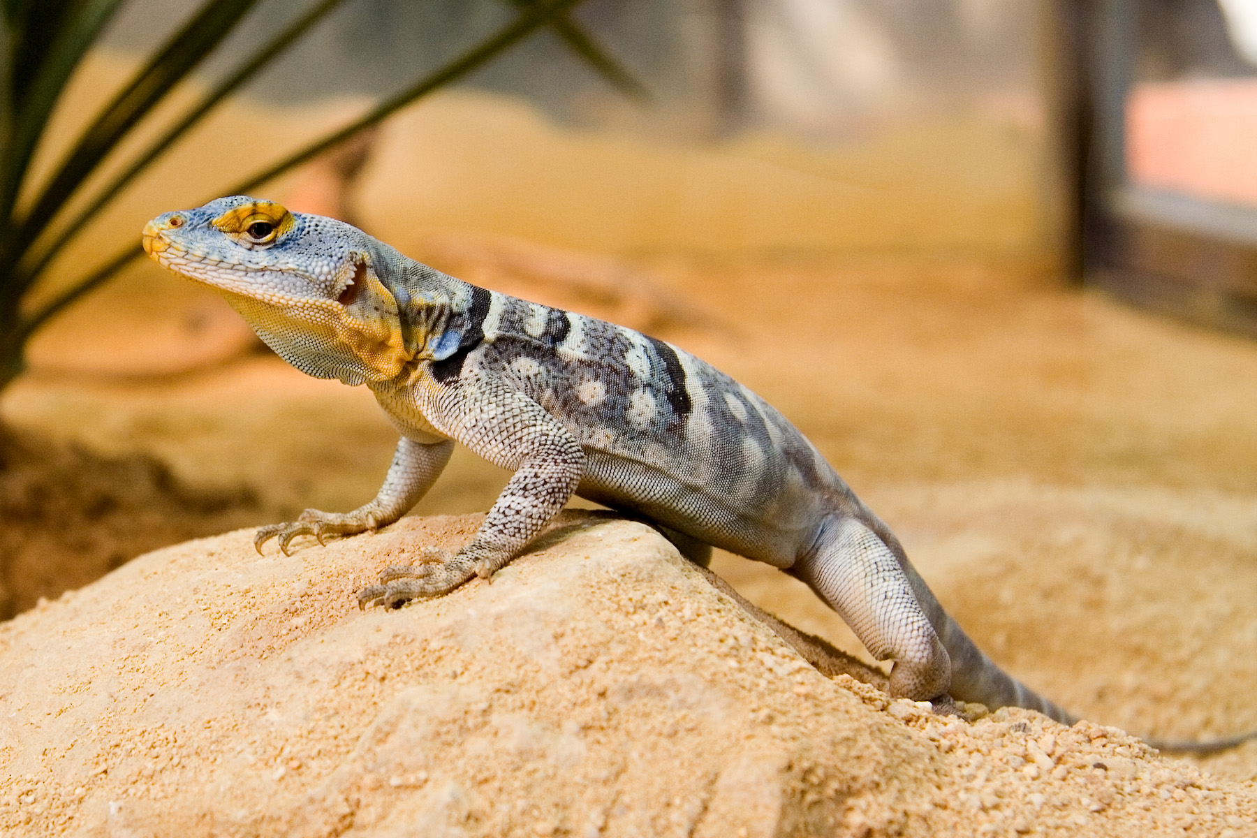 California rock lizard - Wikiwand