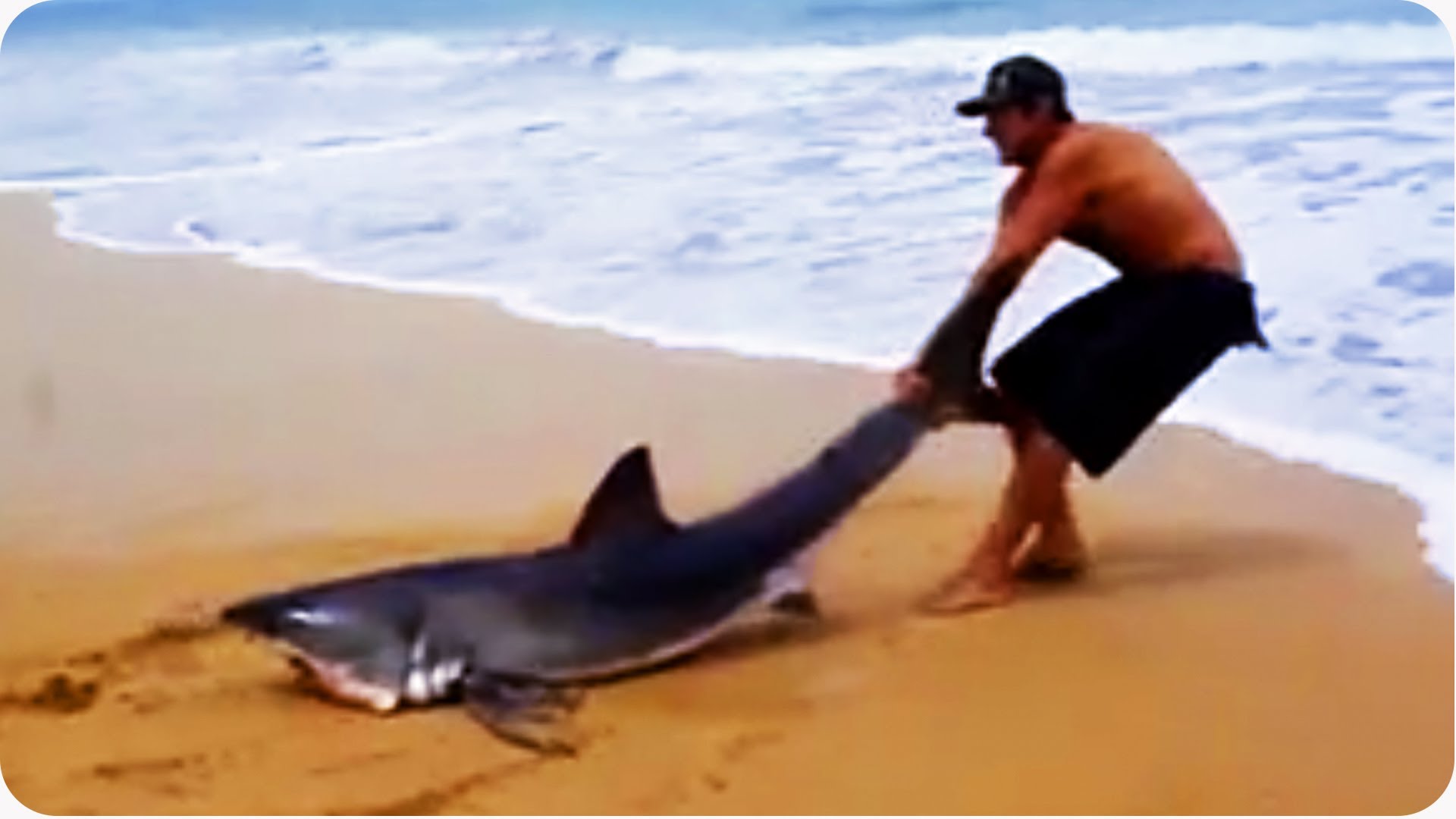 Great White Shark Rescue on the Beach - YouTube