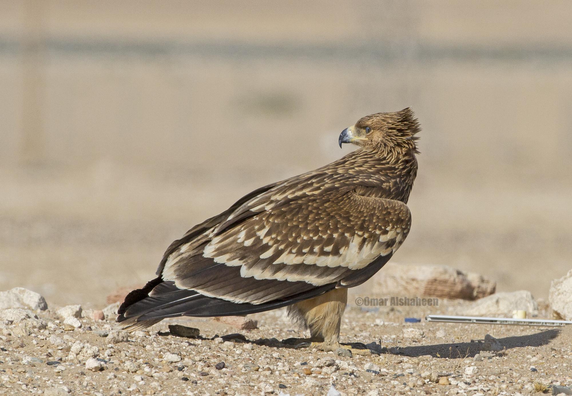 Eastern Imperial Eagle (Aquila heliaca) Bird resting. | the Internet ...