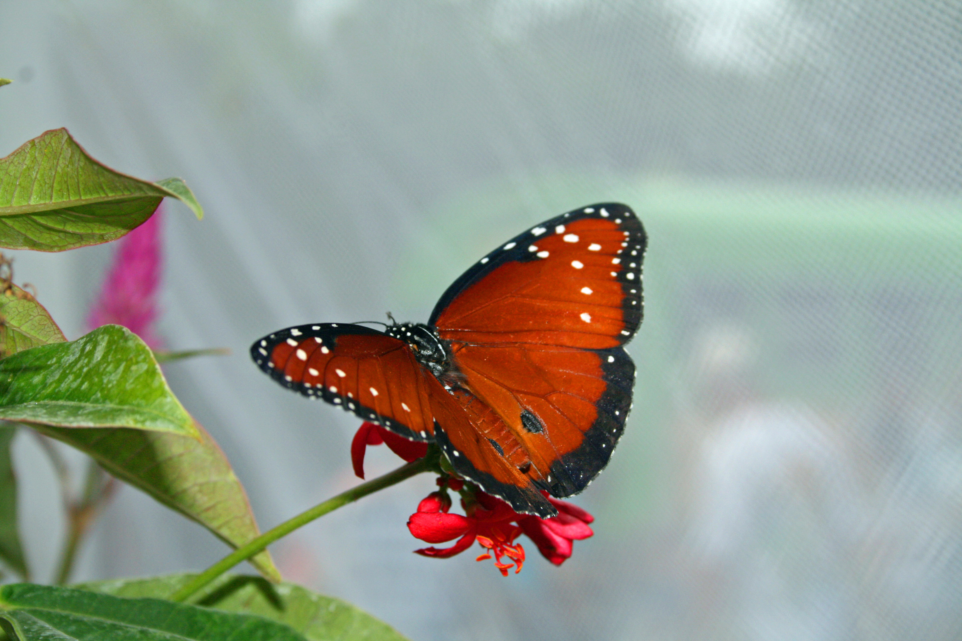 Resting Butterfly | Pics4Learning