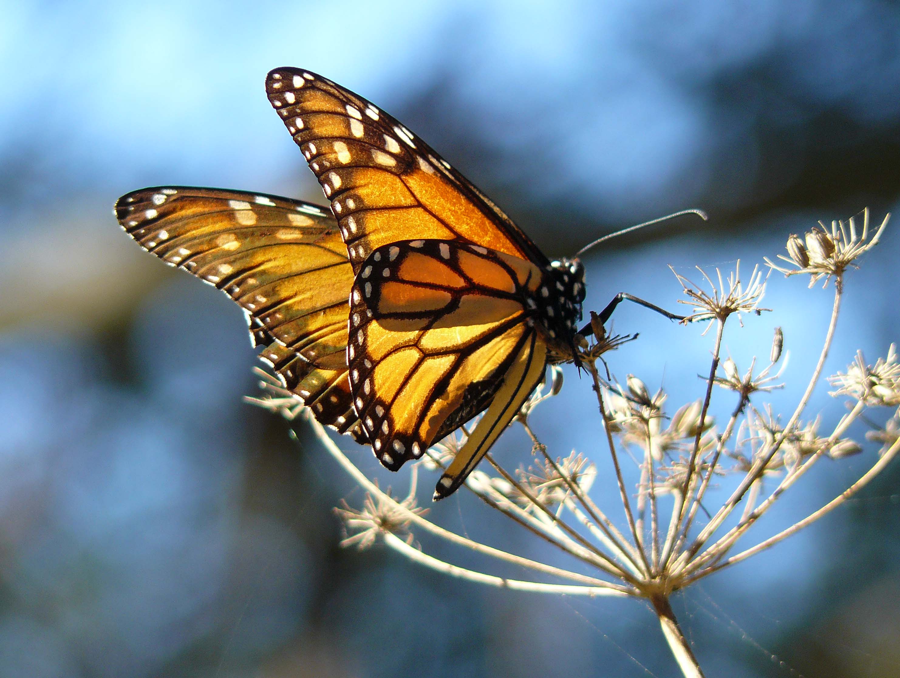 File:Monarch Butterfly resting on fennel, at the Pismo Butterfly ...
