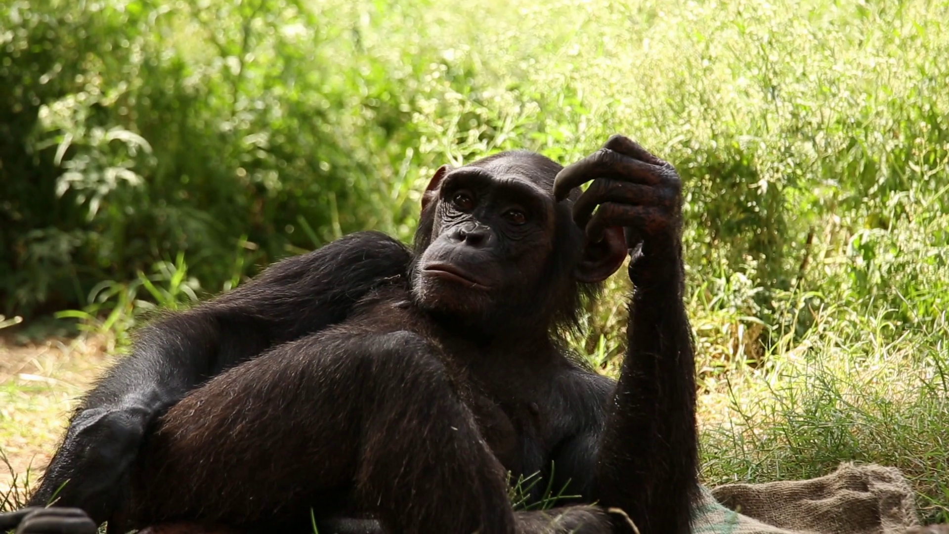 Chimpanzee resting and scratching head Stock Video Footage - VideoBlocks
