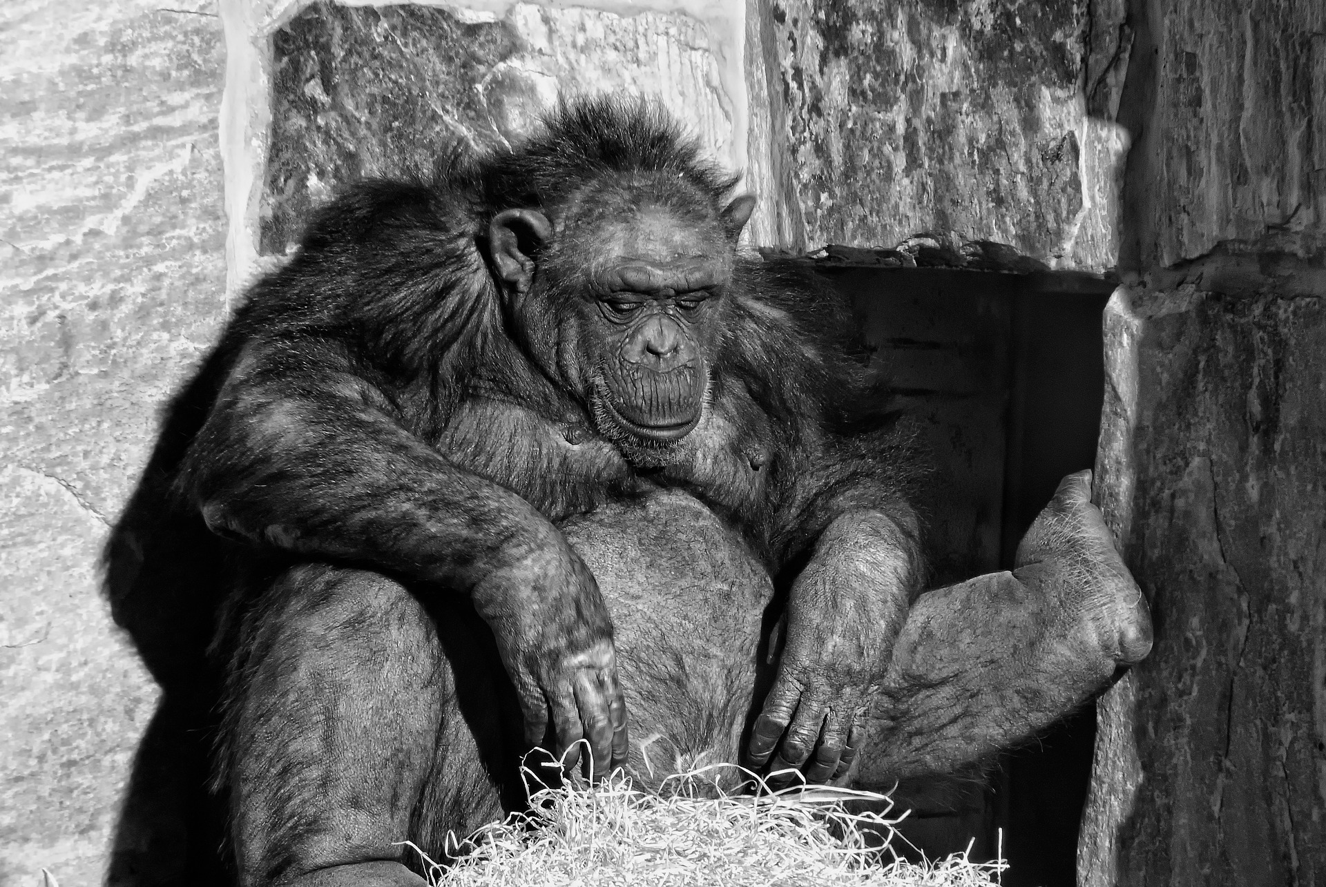 Resting Chimpanzee, Animal, Black, Chimp, Chimpanzee, HQ Photo