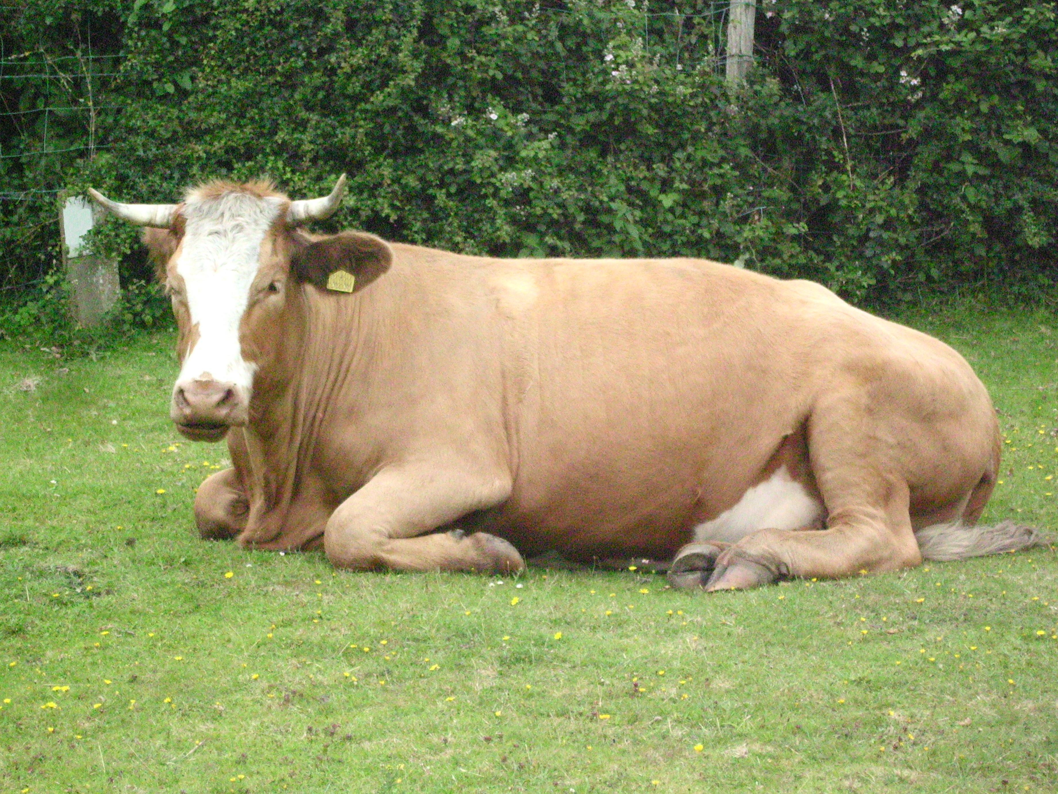 Resting cow photo