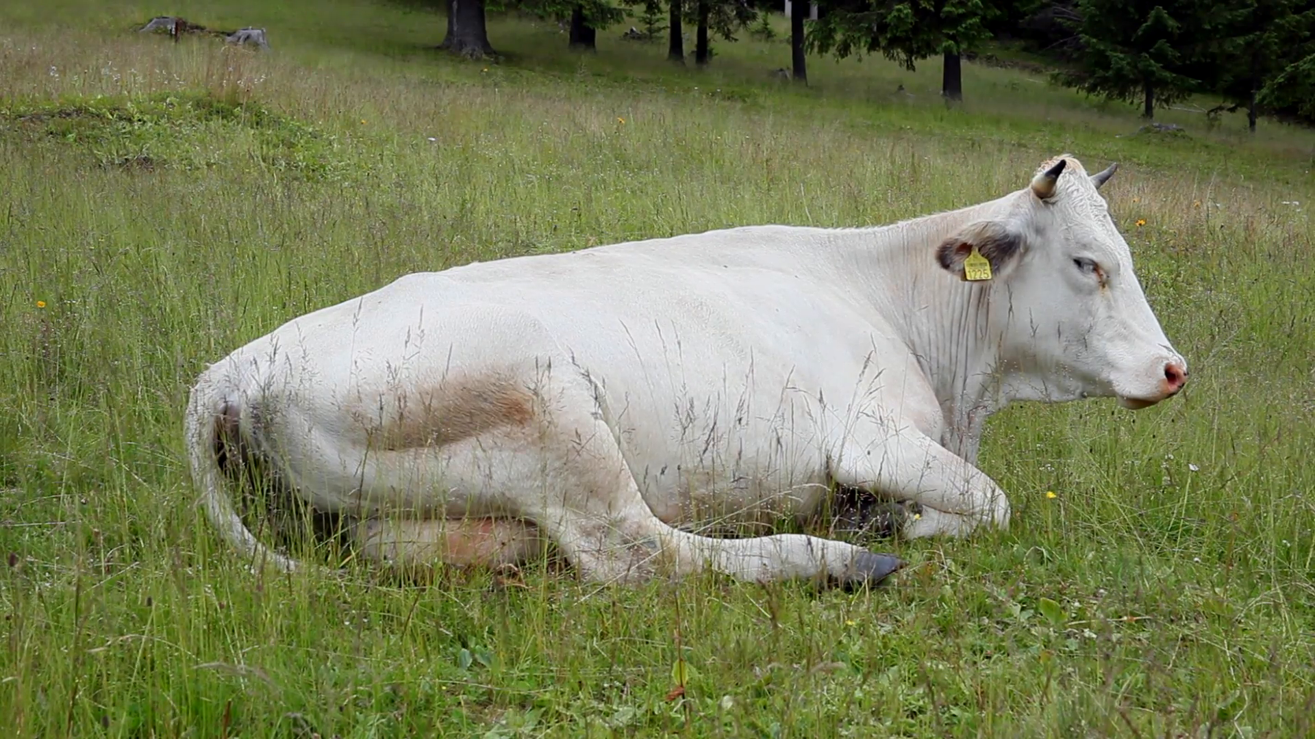 White cow sitting on meadow, cattle resting, grass, forest, pastoral ...