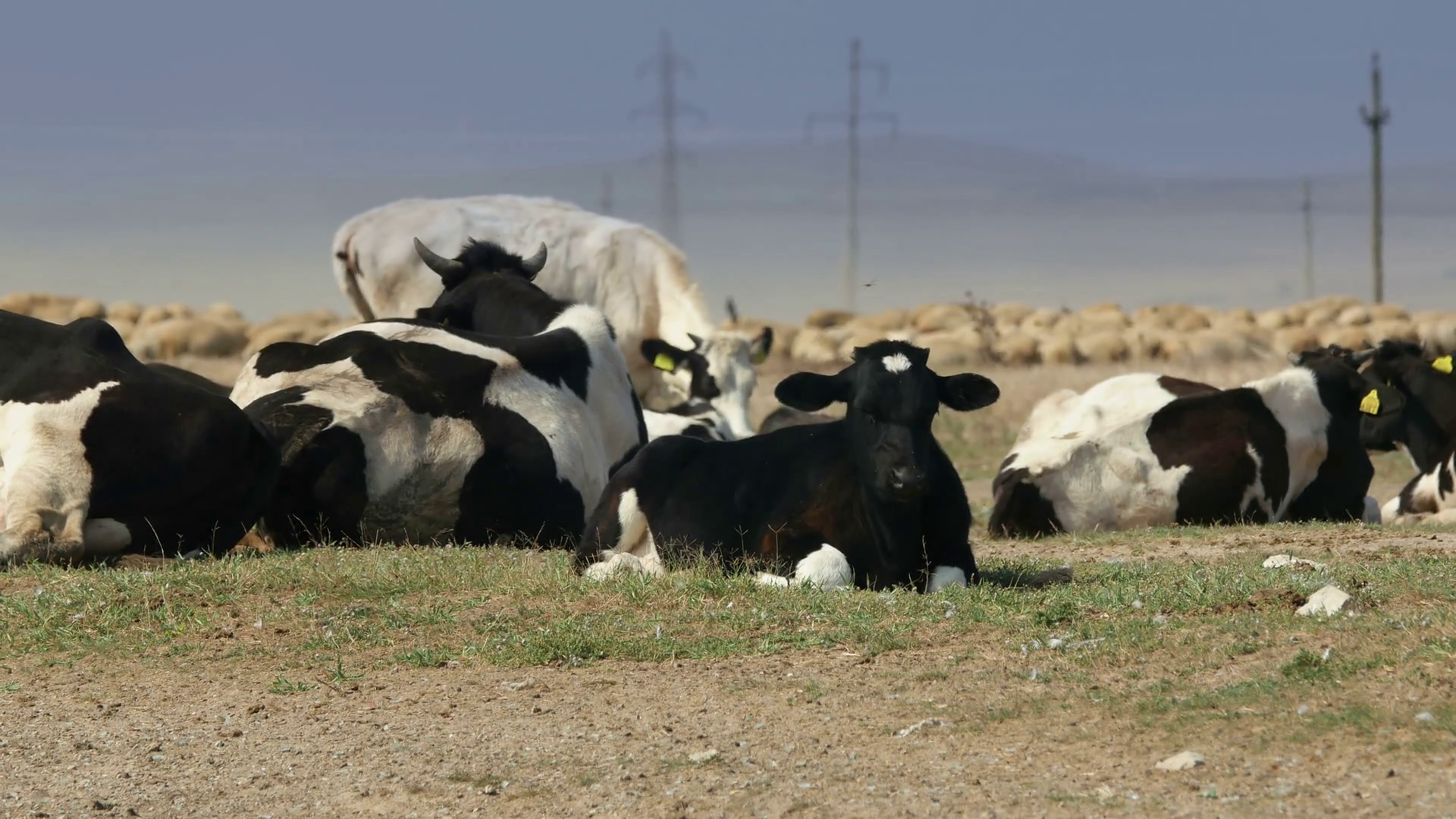 Cows resting in the danube delta Stock Video Footage - VideoBlocks