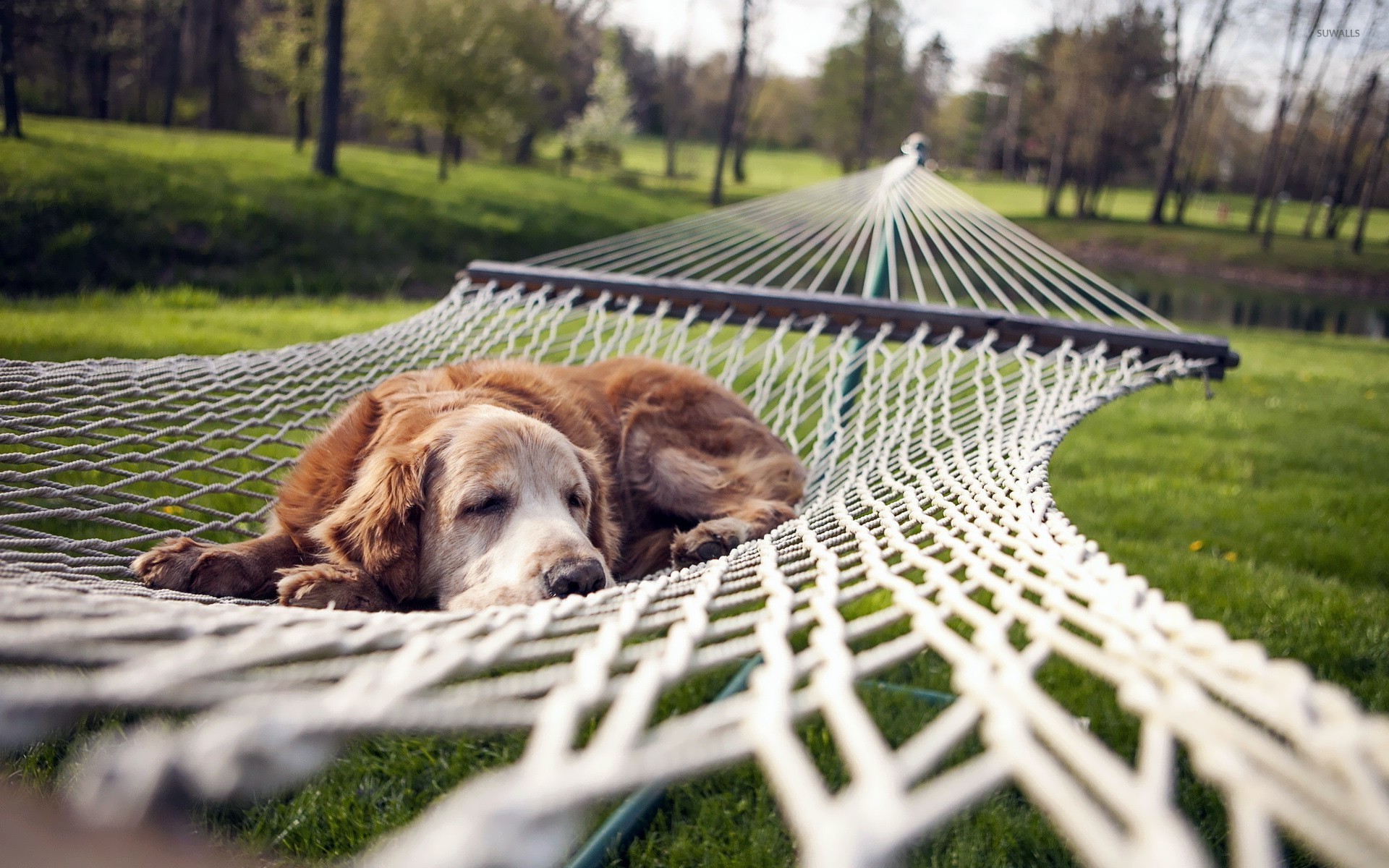 Dog resting in a hammock wallpaper - Animal wallpapers - #20229