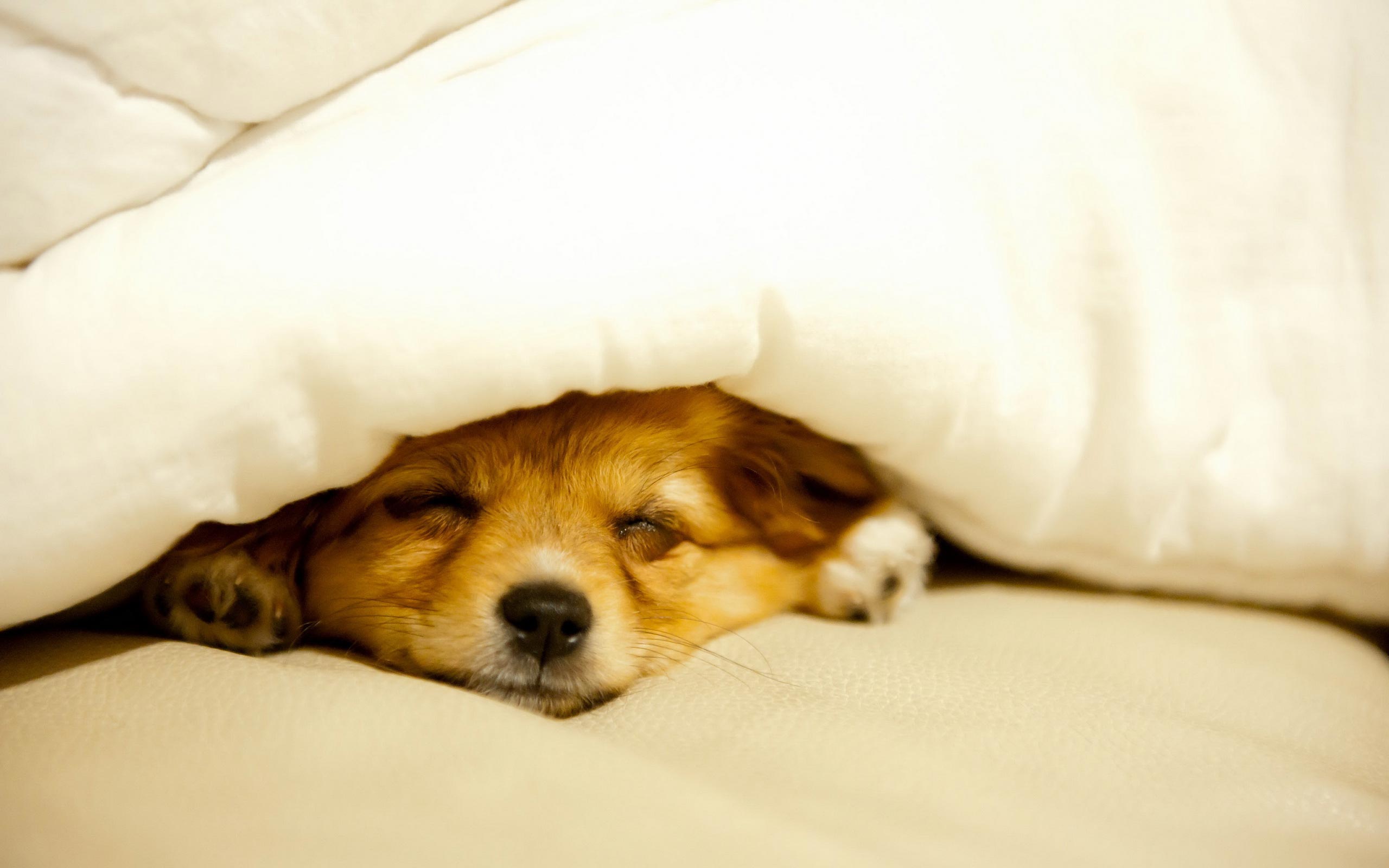 cozy #cosy #dog #sleepingdog | Shop Sleepwear & Nightwear ...