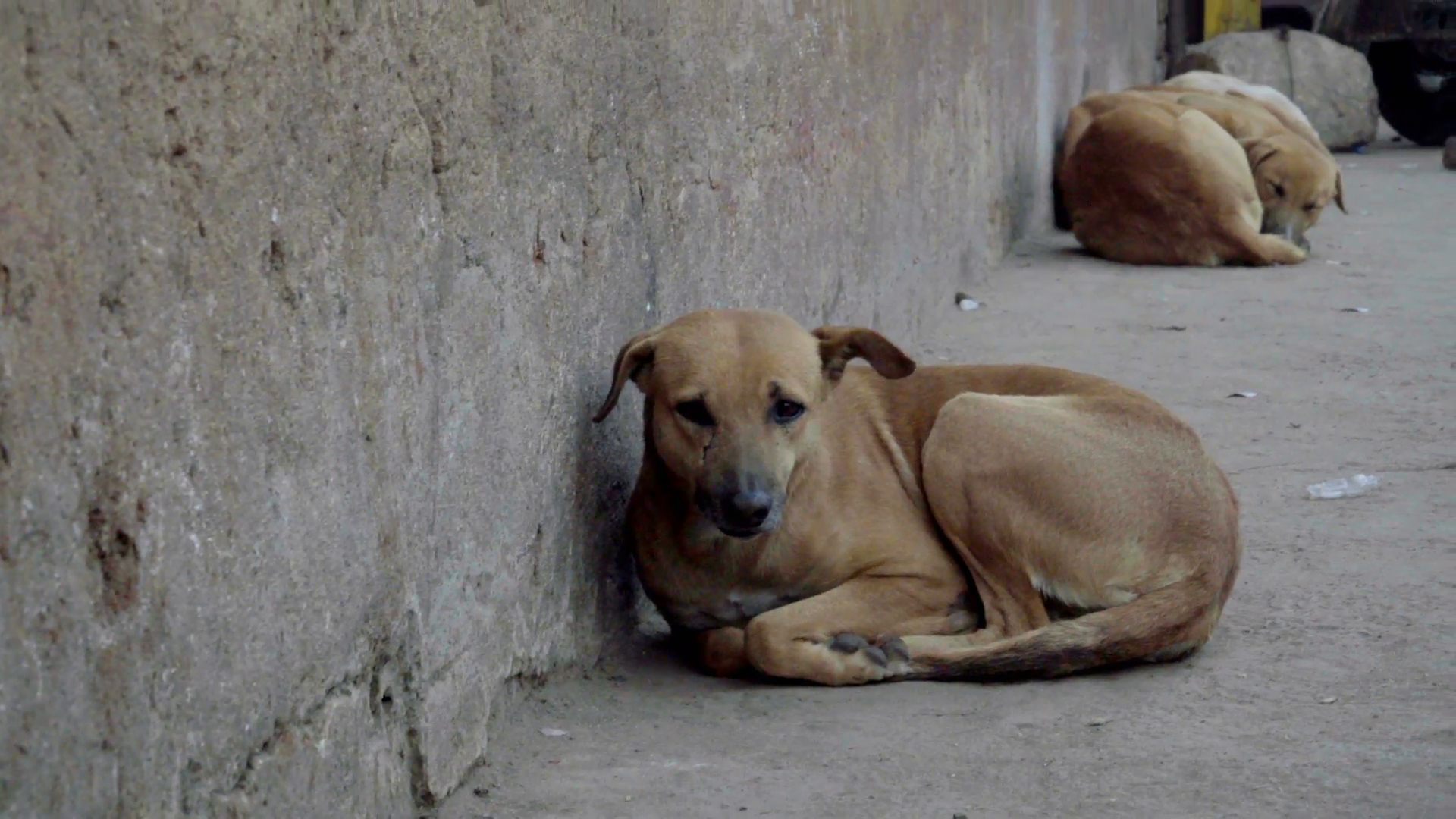 Two poor stray dogs sleeping beside wall in India Stock Video ...
